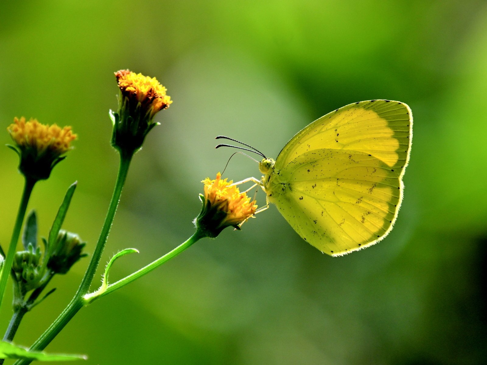 蝶日記】久々蝶散歩満喫｜Makoqujila_note