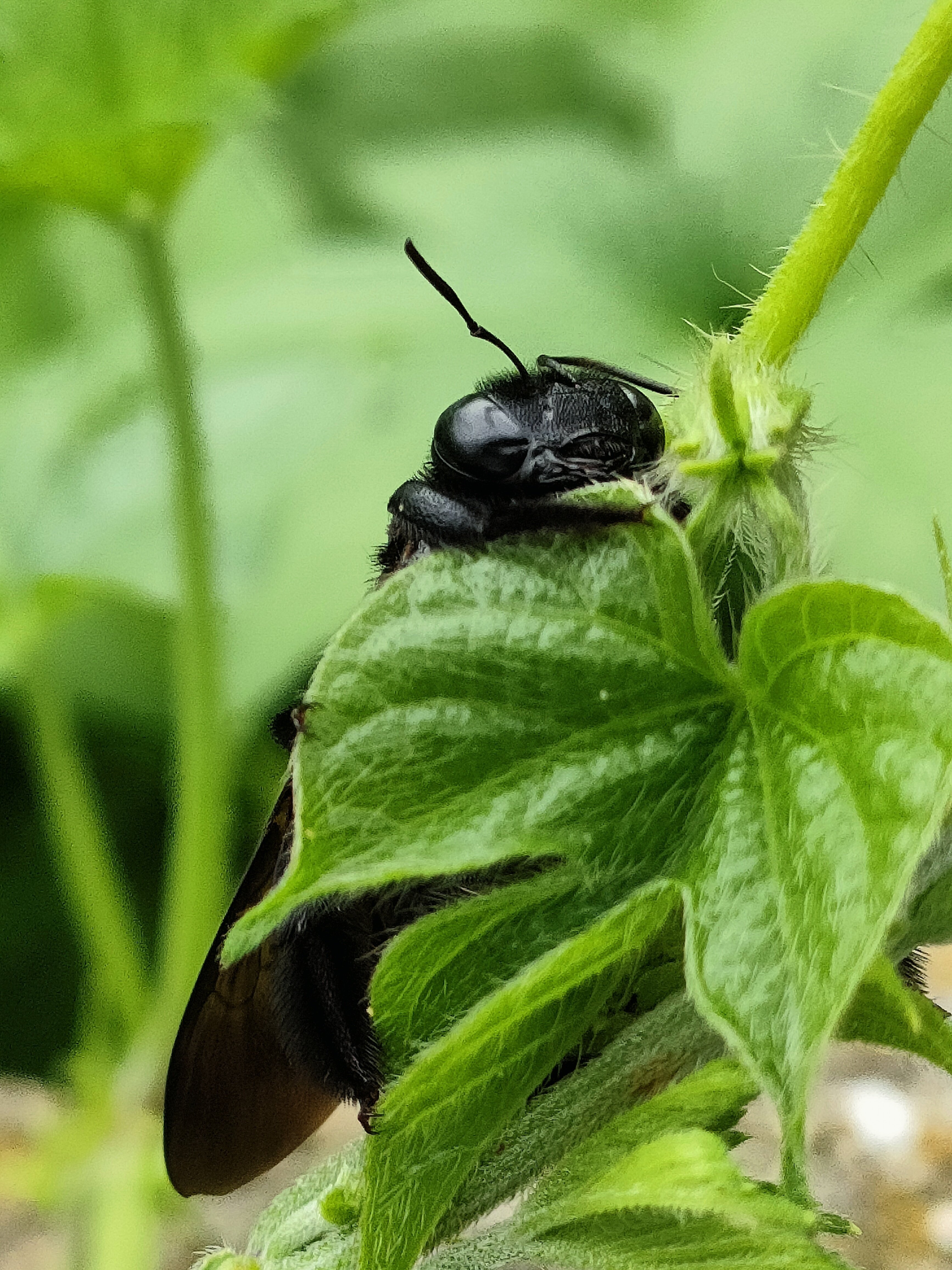 タイワンタケクマバチ｜月澄狸