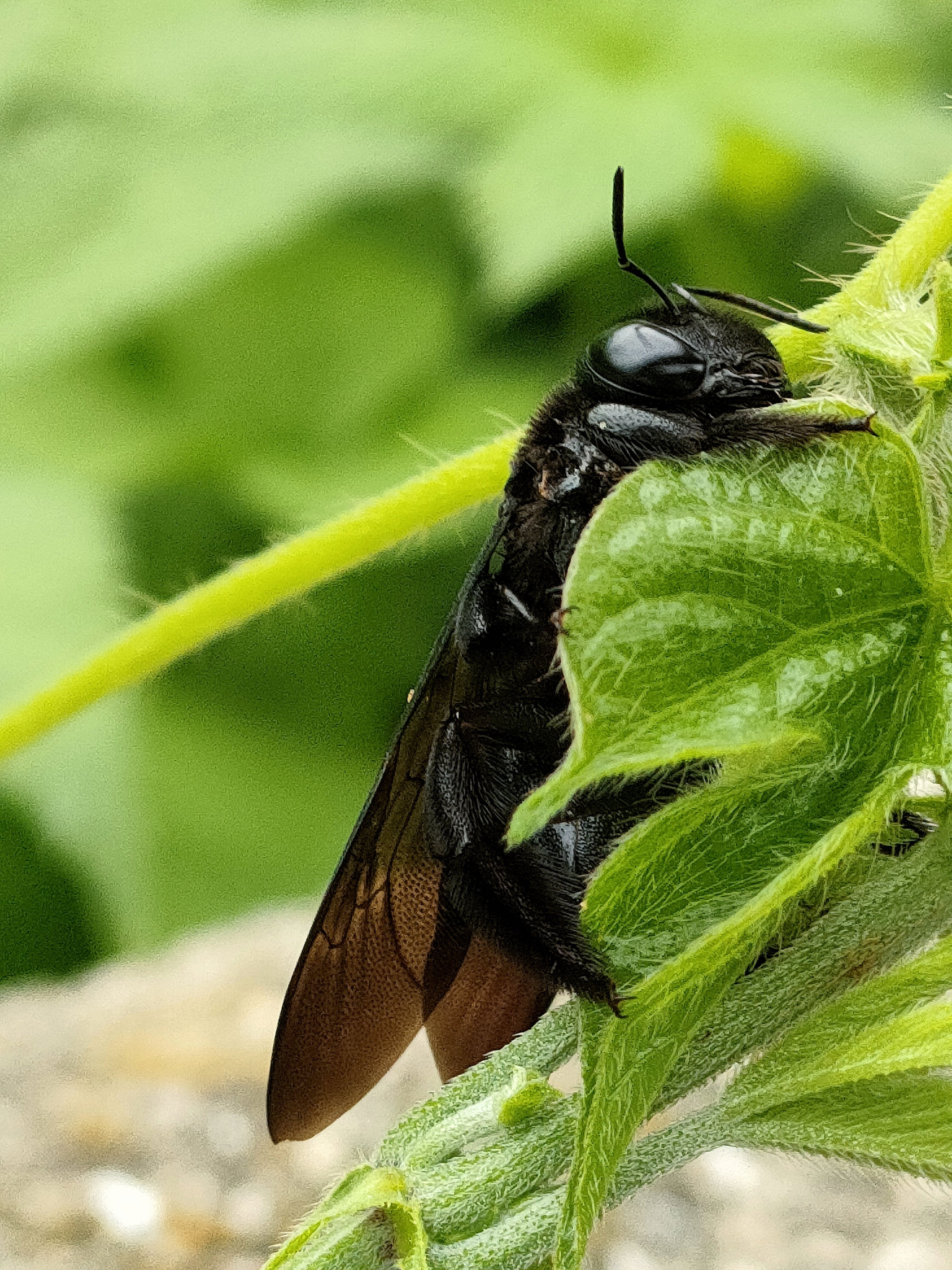 タイワンタケクマバチ｜月澄狸