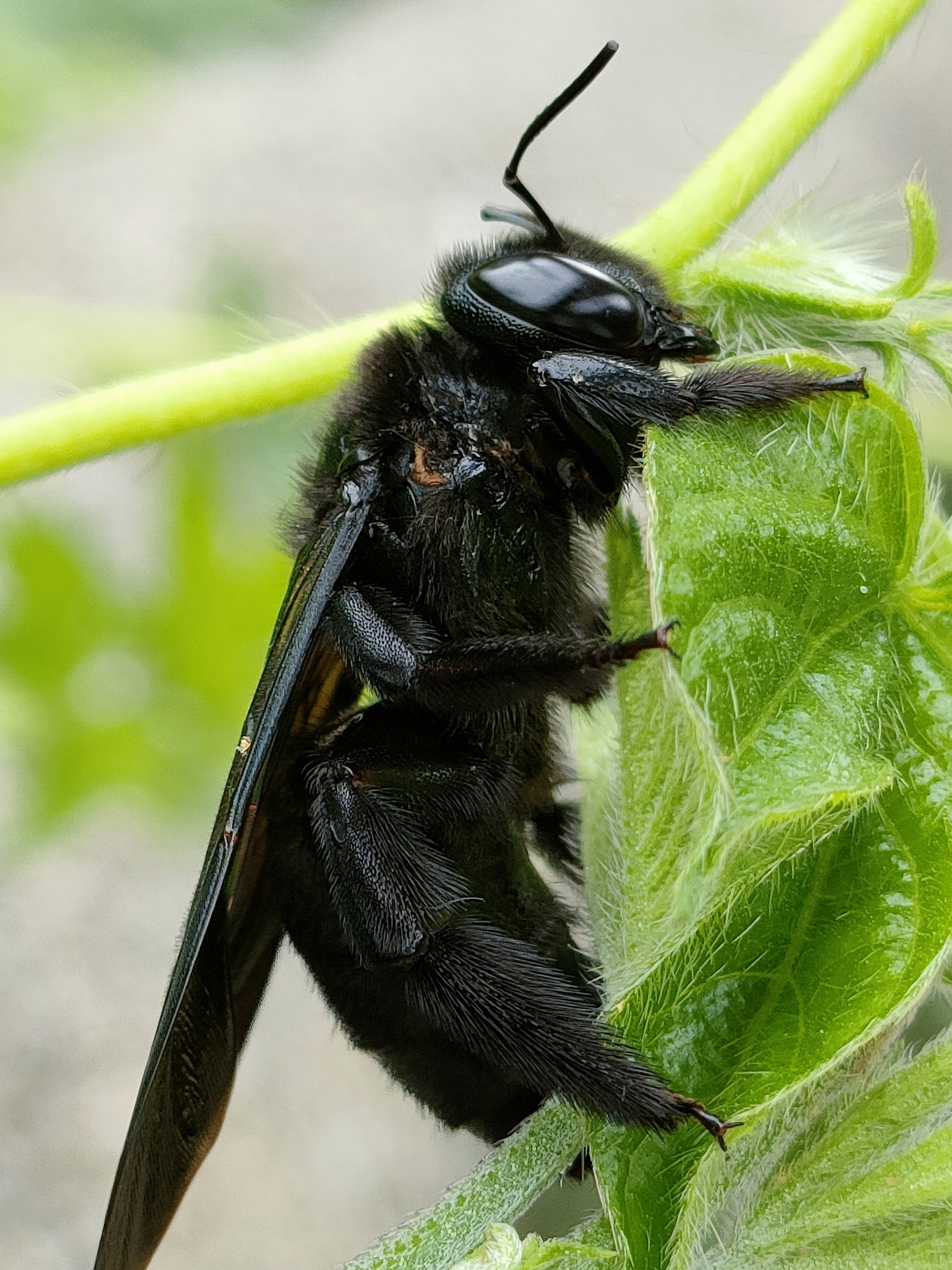 タイワンタケクマバチ｜月澄狸