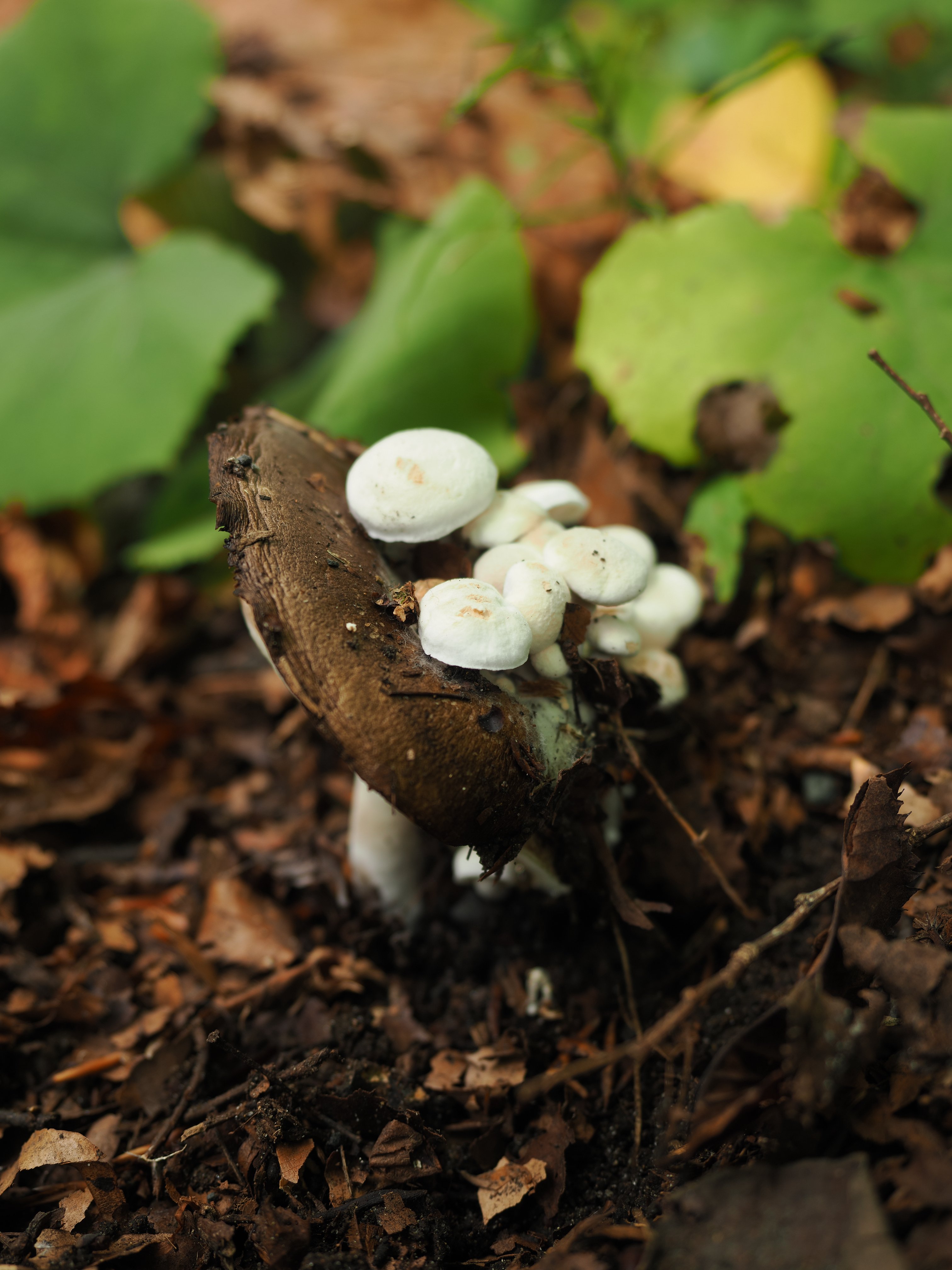 きのこonきのこ…onきのこ？ 【奥入瀬 25/9/10】｜奥入瀬日和@星野リゾート