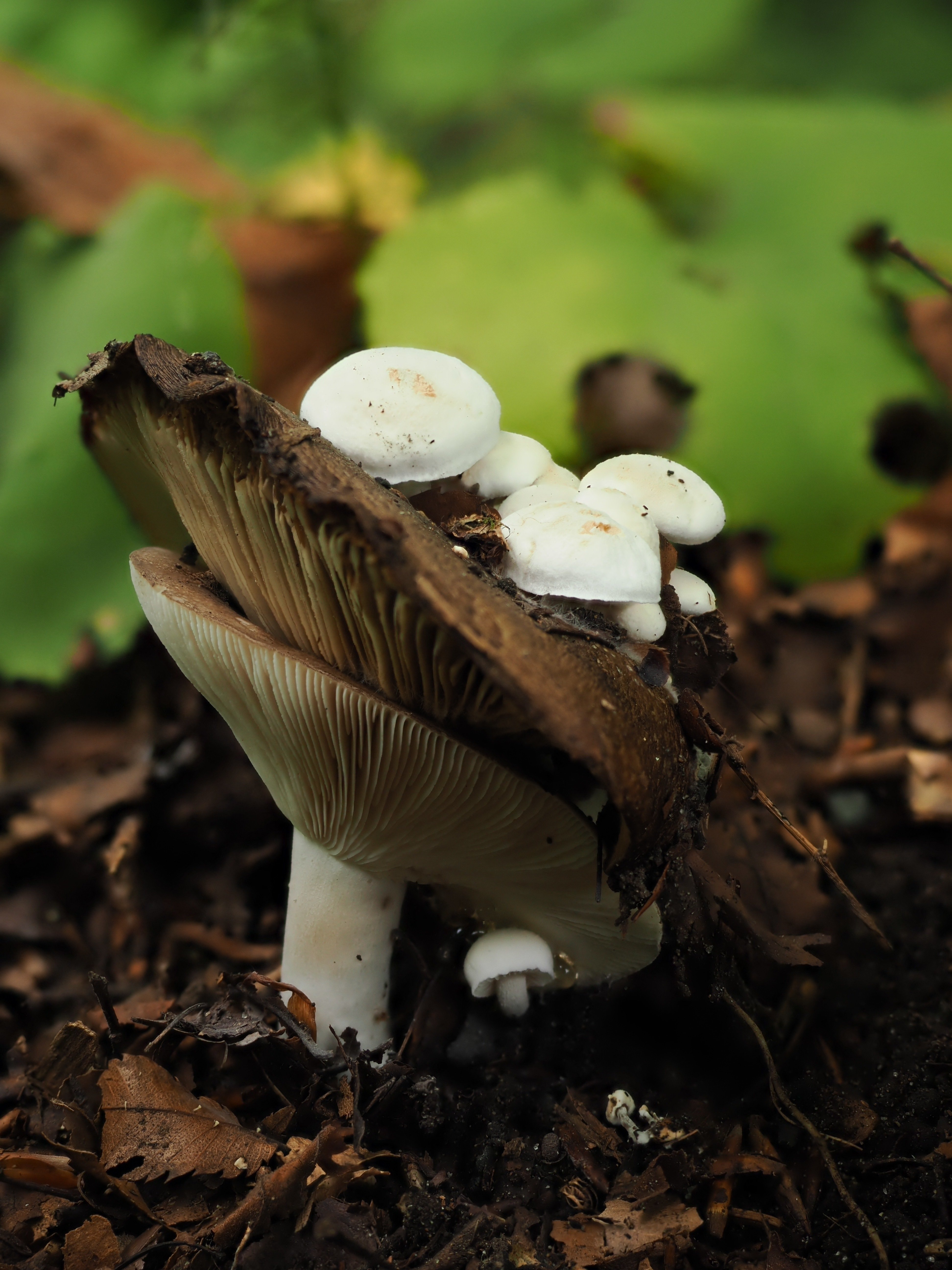 きのこonきのこ…onきのこ？ 【奥入瀬 25/9/10】｜奥入瀬日和@星野リゾート