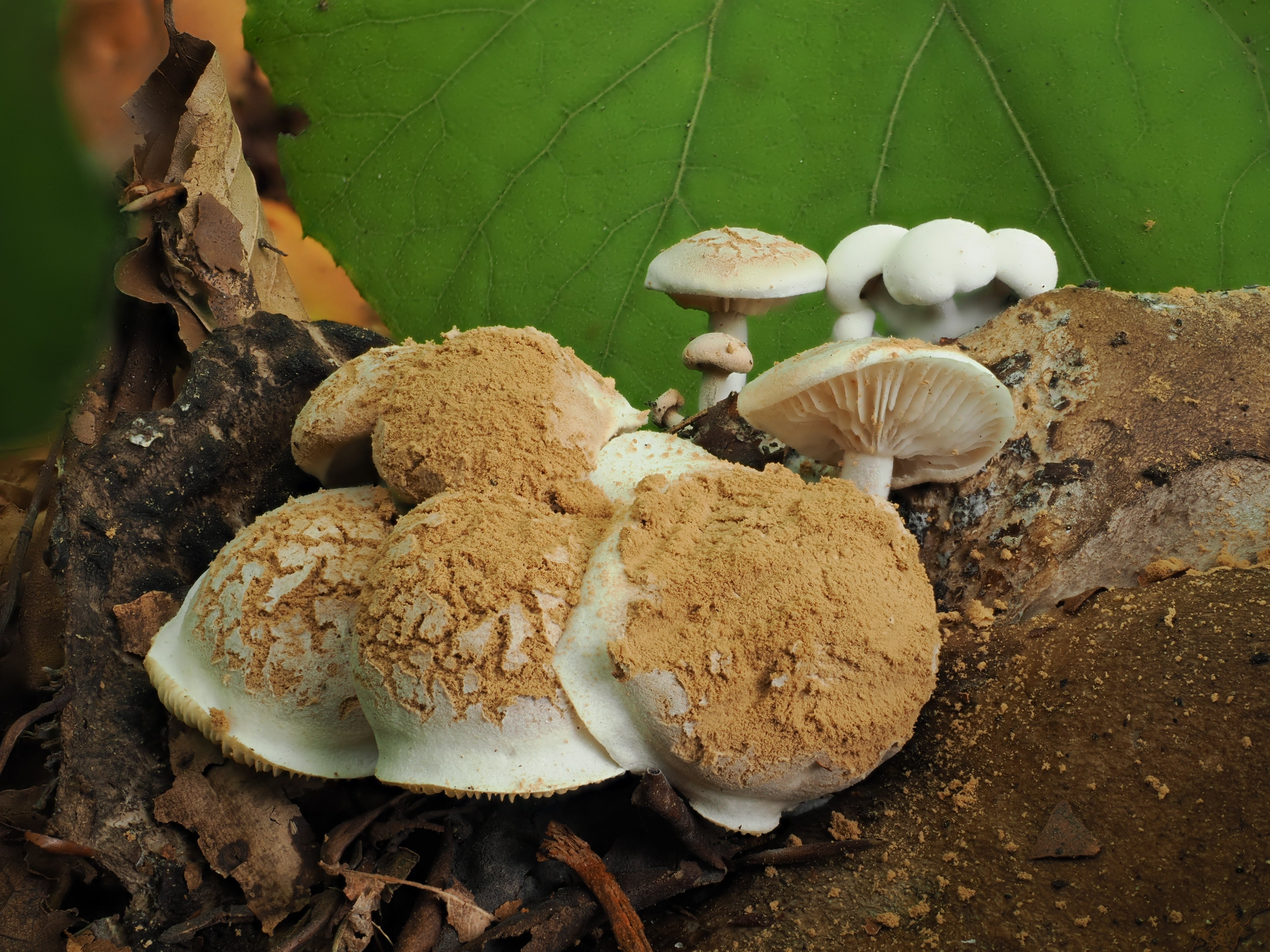 きのこonきのこ…onきのこ？ 【奥入瀬 25/9/10】｜奥入瀬日和@星野リゾート