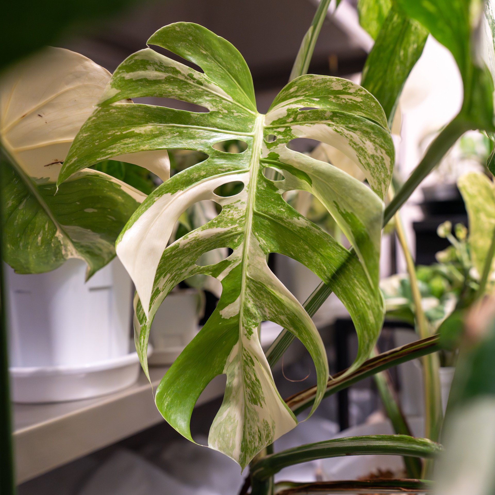 モンステラ・ハイブリッド・ホワイトフェアリーの成長記録｜燃えるゴミ