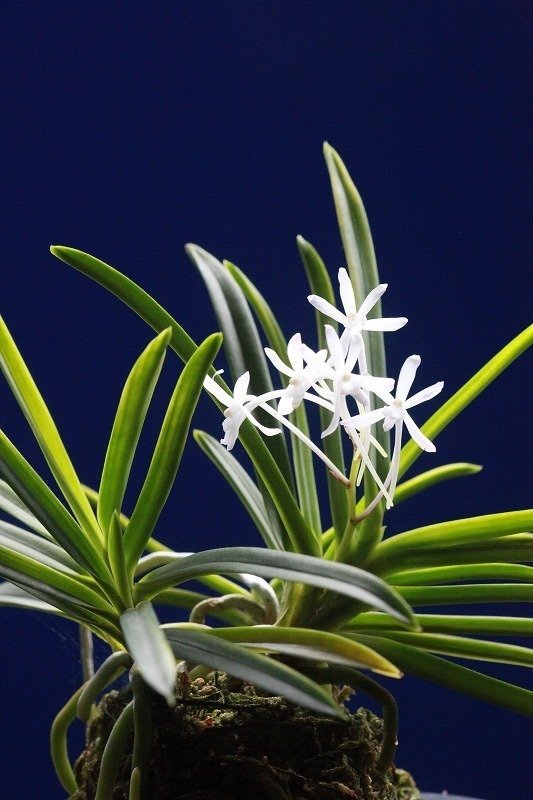 富貴蘭「錦の御旗」の花｜KJ Morison