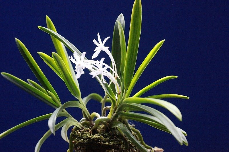 富貴蘭「錦の御旗」の花｜KJ Morison