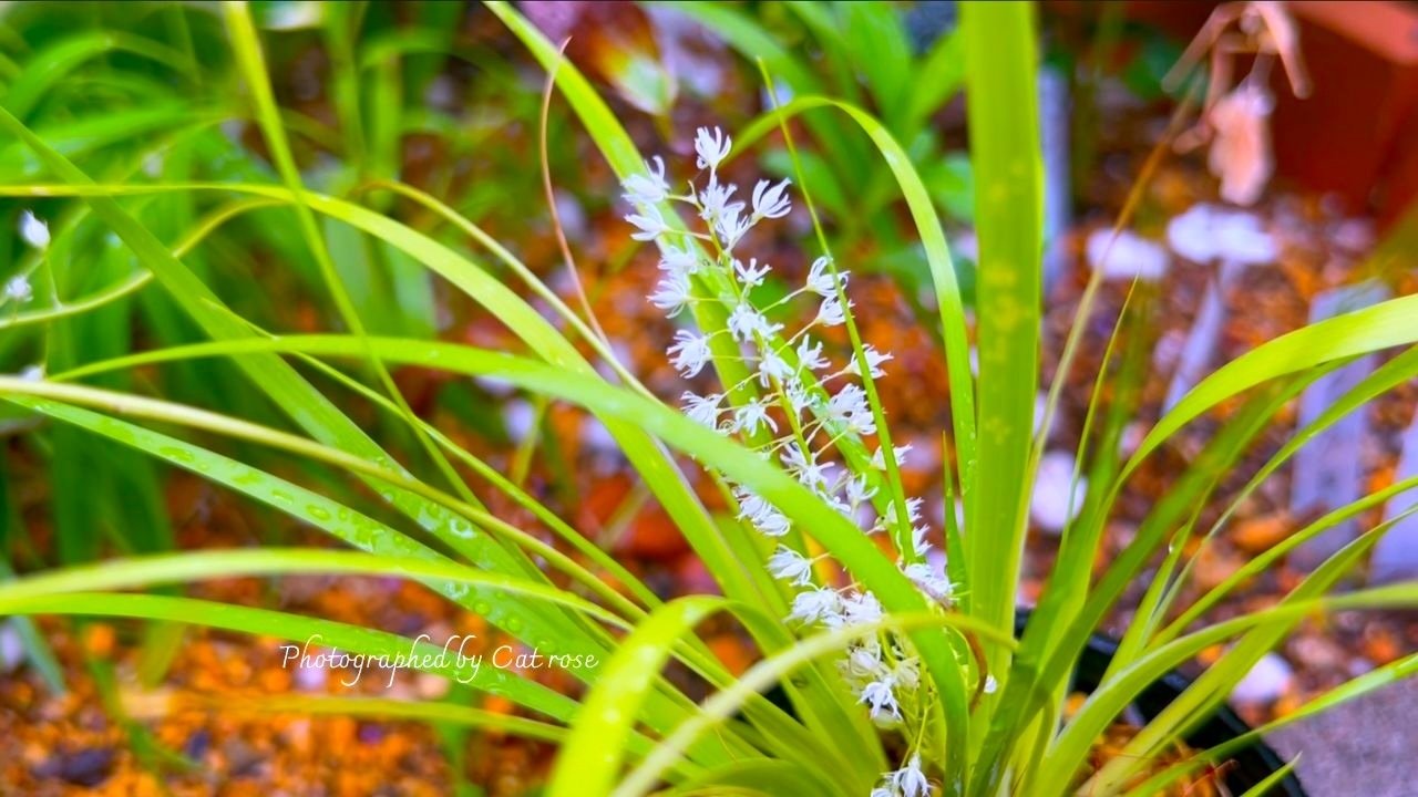 9月の庭に咲く山野草｜Cat rose 「ガーデニングブログ Cat Roseの庭より」