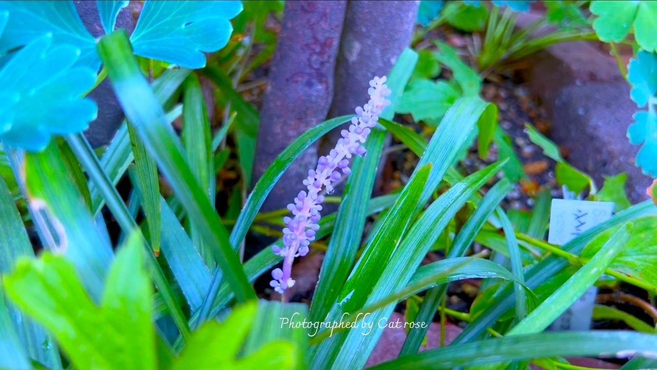 9月の庭に咲く山野草｜Cat rose 「ガーデニングブログ Cat Roseの庭より」