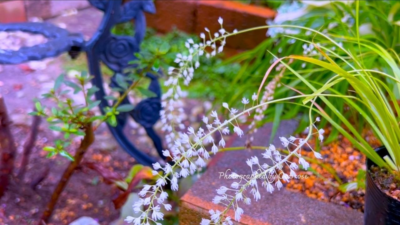 9月の庭に咲く山野草｜Cat rose 「ガーデニングブログ Cat Roseの庭より」