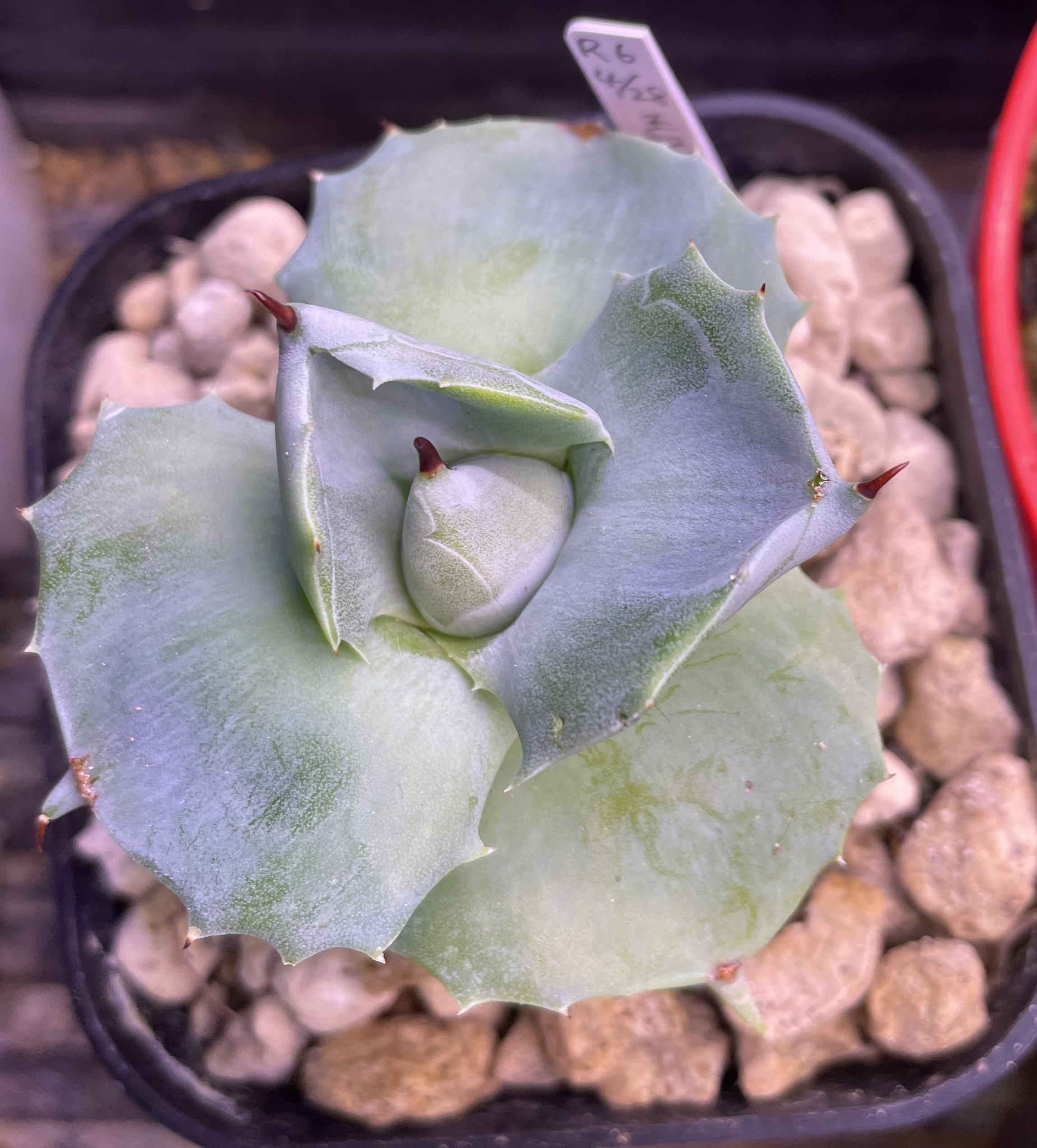 小型アガベ トゲのある緑葉 アガベの新葉展開が可愛すぎる！トゲトゲした