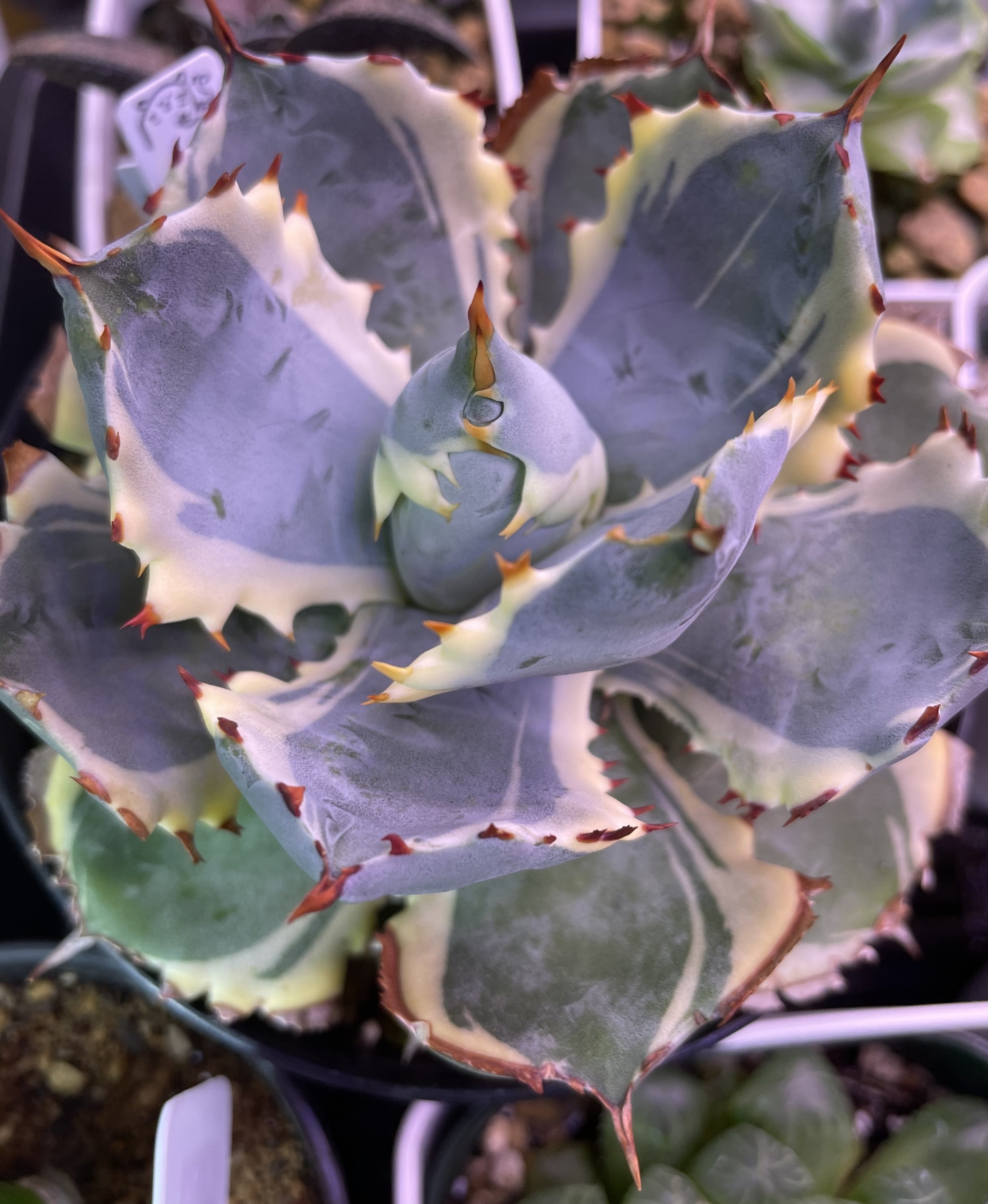 アガベの新葉展開が可愛すぎる！トゲトゲした鋸歯にハマる理由｜國重