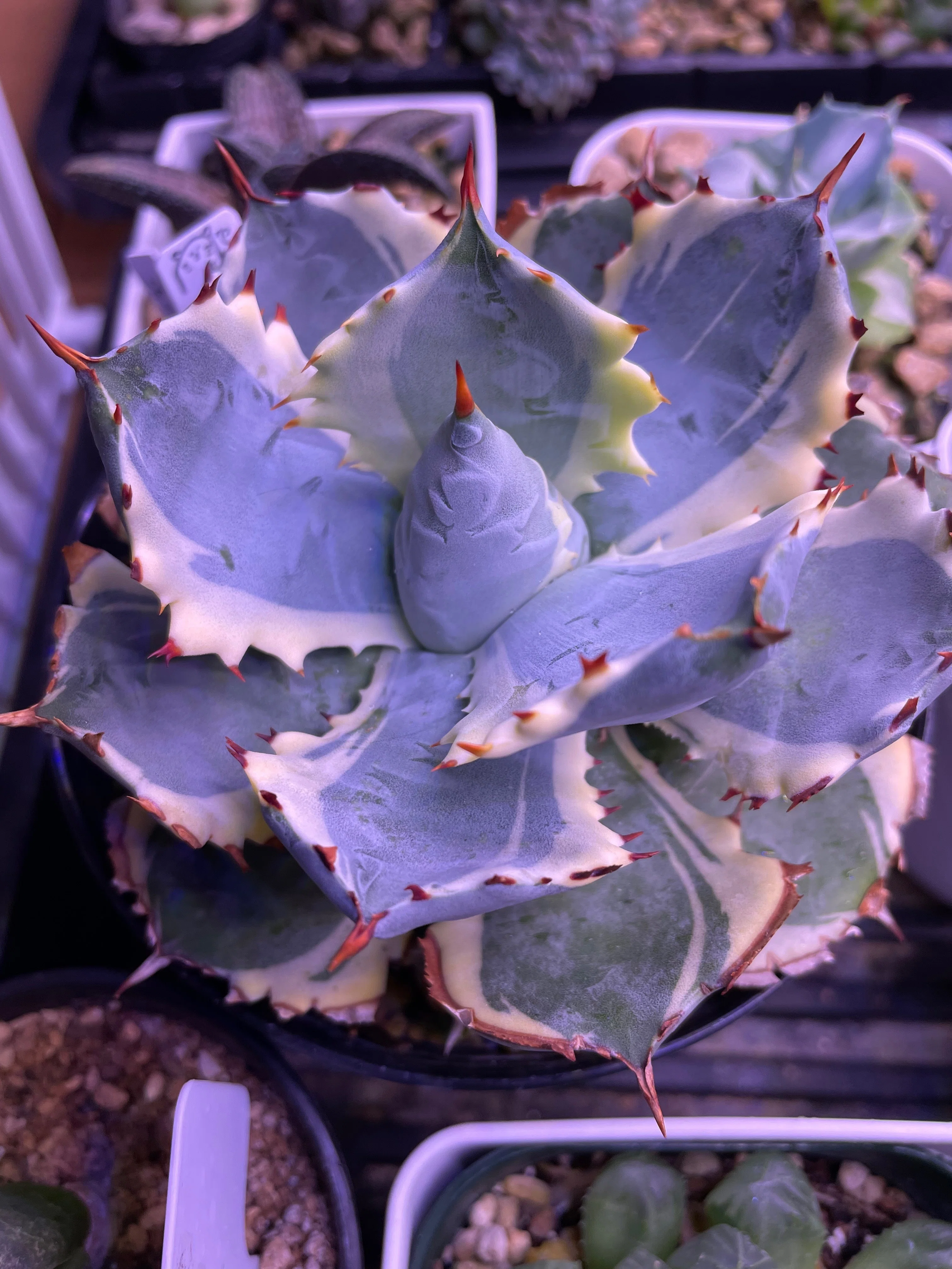 初心者でも失敗しないアガベ選び - 小型品種で始める多肉植物ライフ