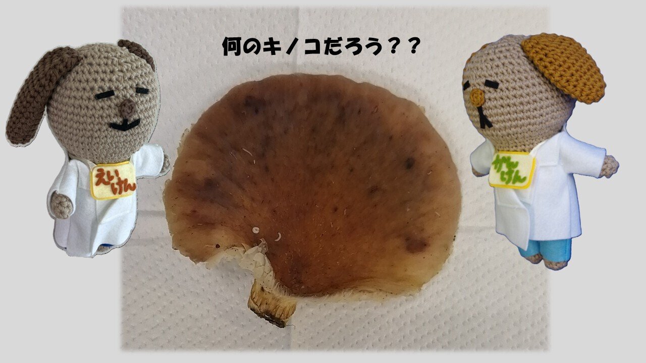 毒キノコ☠にご注意！｜福井県衛生環境研究センター