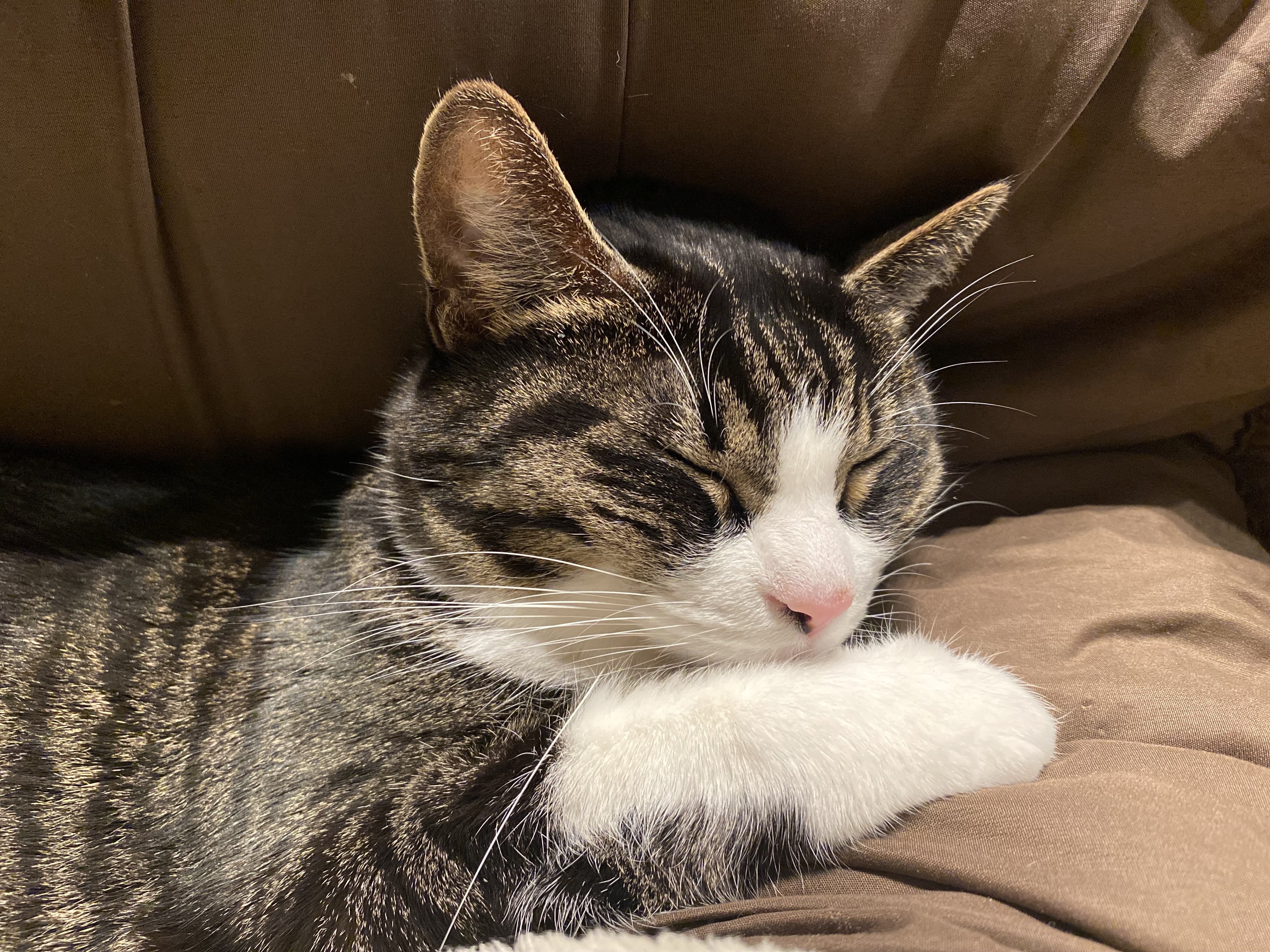 猫のヒゲって何本？ 猫のヒゲ穴の数を数えてみた｜miko