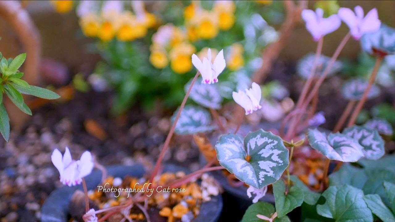 今植えて秋に楽しむ山野草｜Cat rose 「ガーデニングブログ Cat Roseの