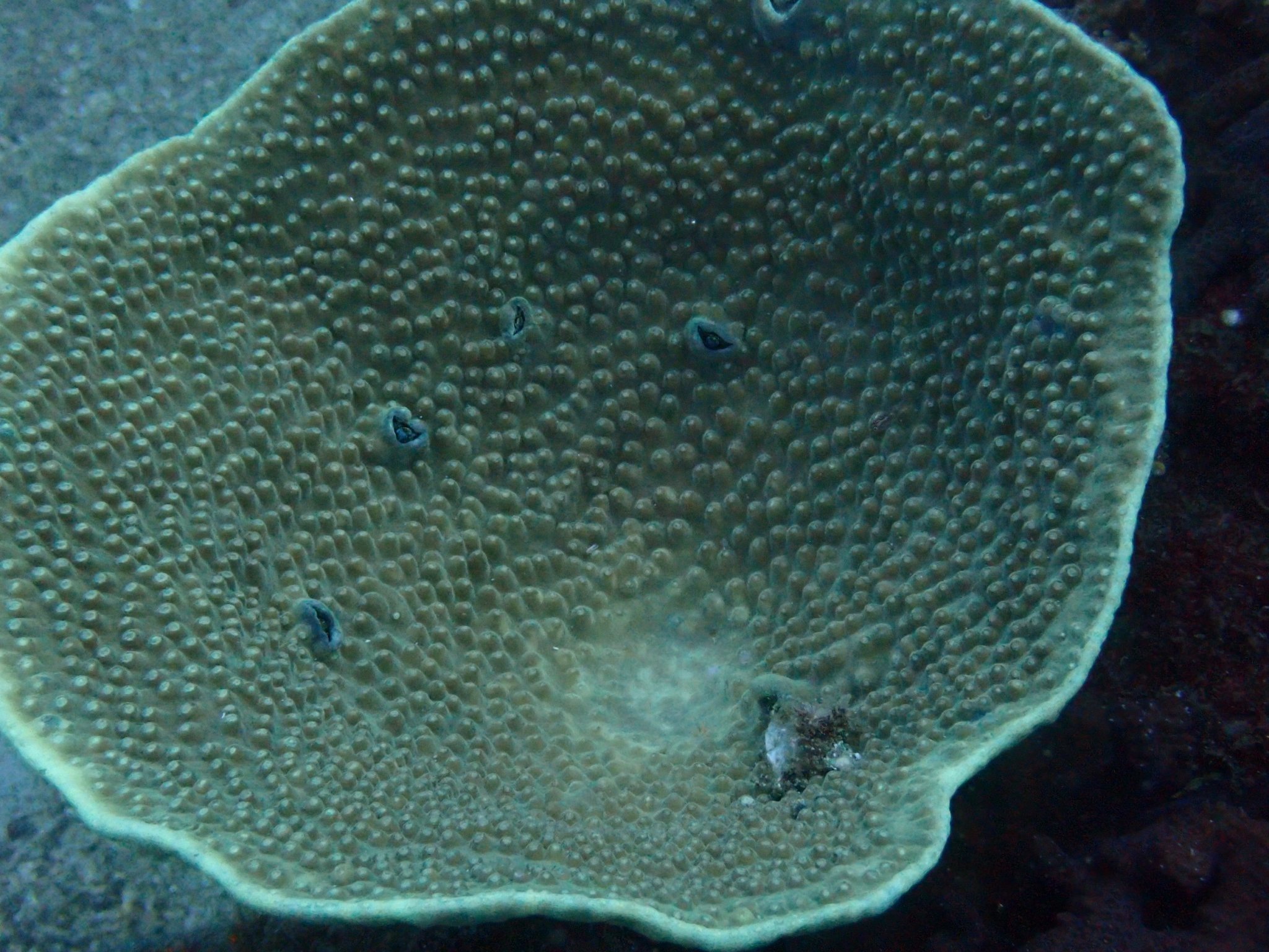 サンゴ遠征 vol.5｜高知県柏島で