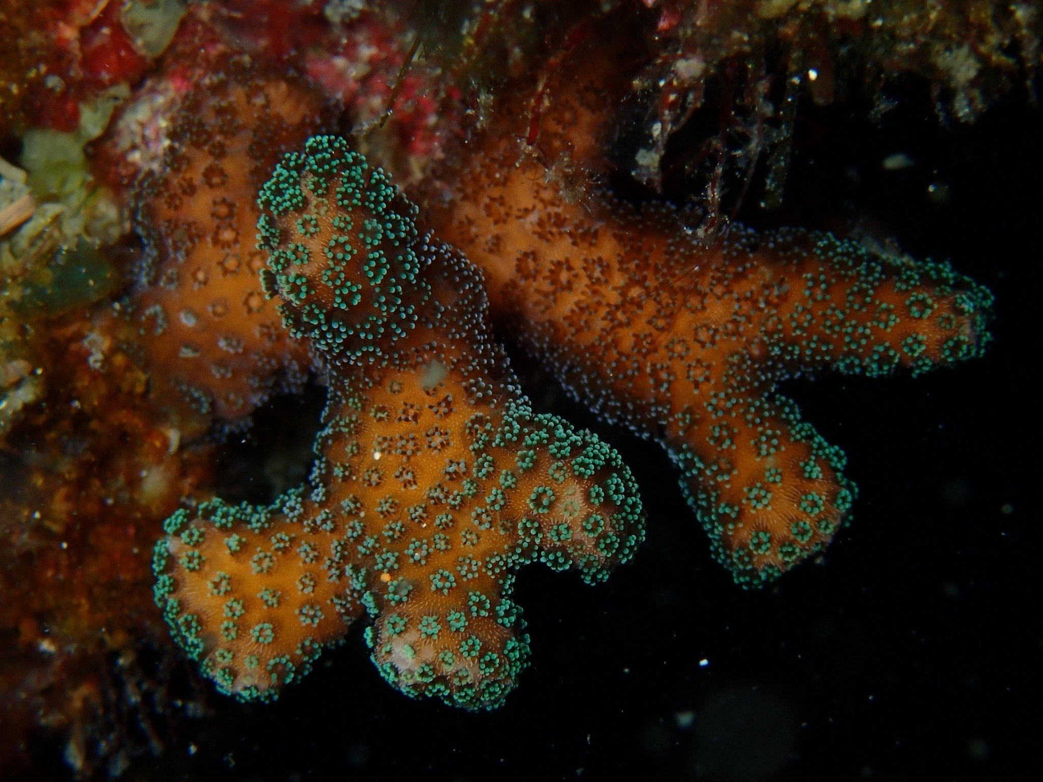 サンゴ遠征 vol.5｜高知県柏島で