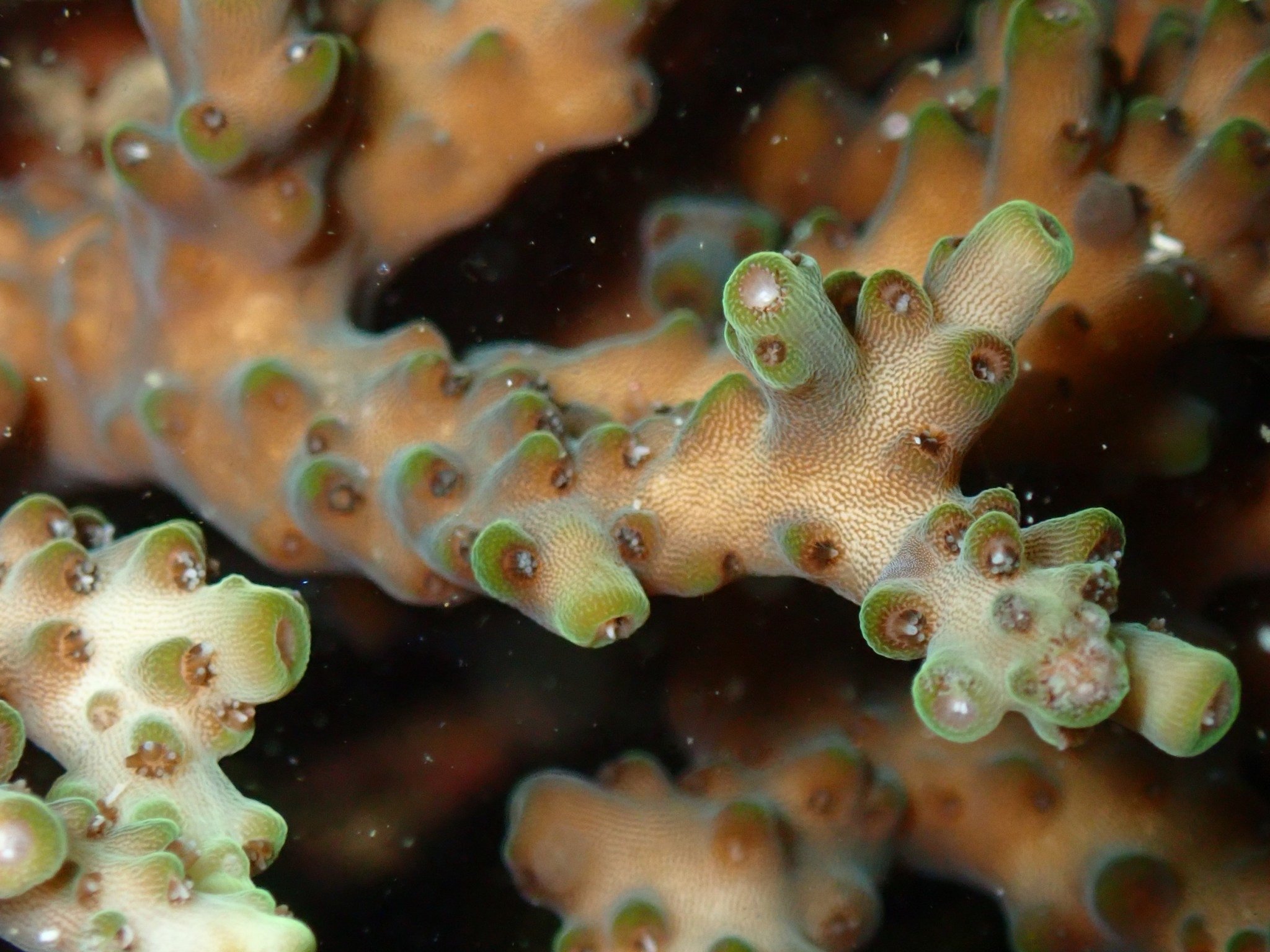 サンゴ遠征 vol.5｜高知県柏島で