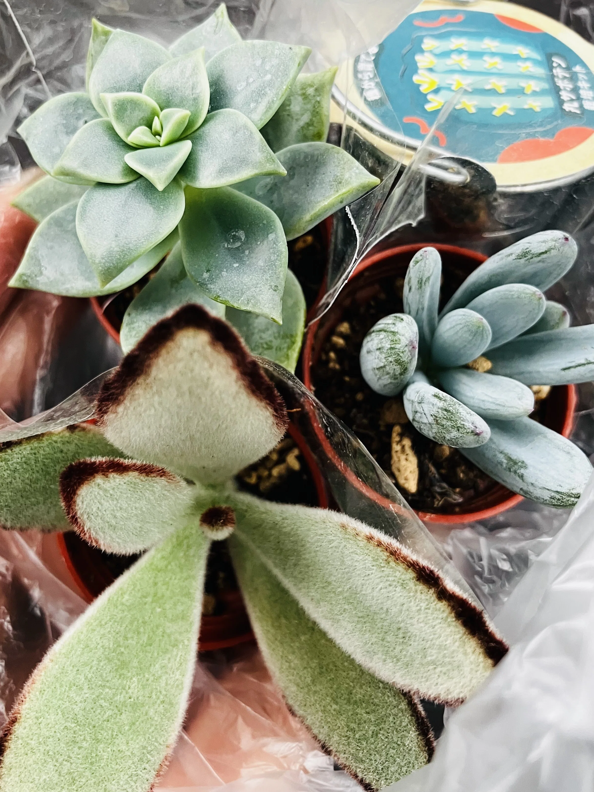 9月の植物日記｜くさかべ