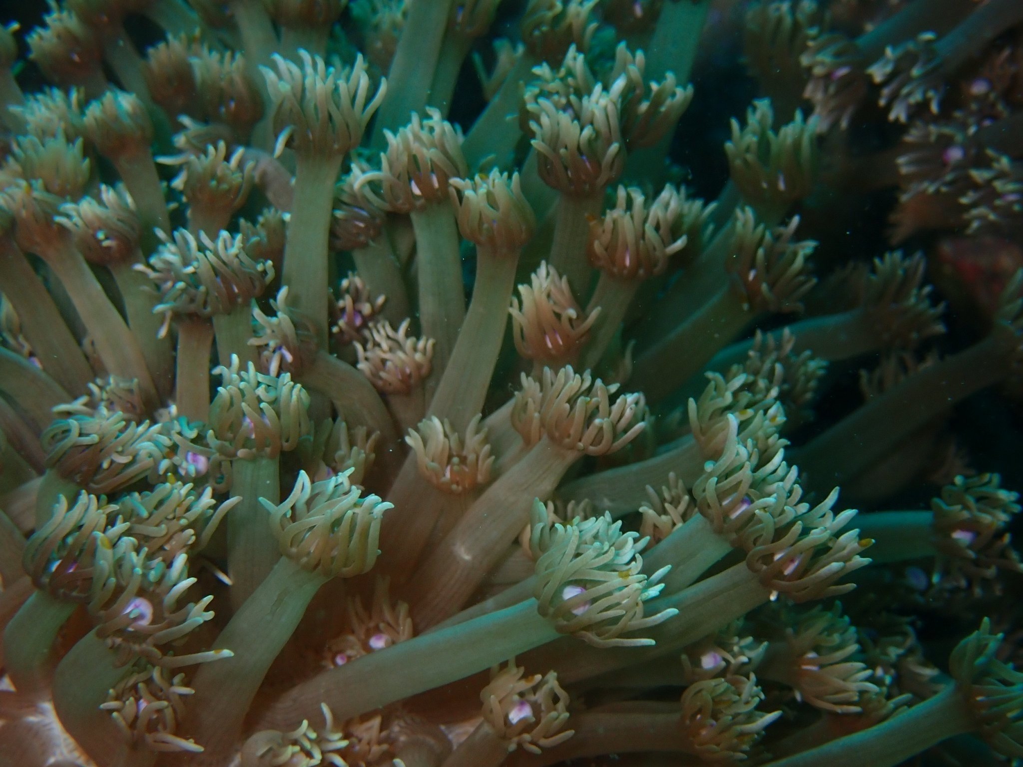 サンゴ遠征 vol.5｜高知県柏島で