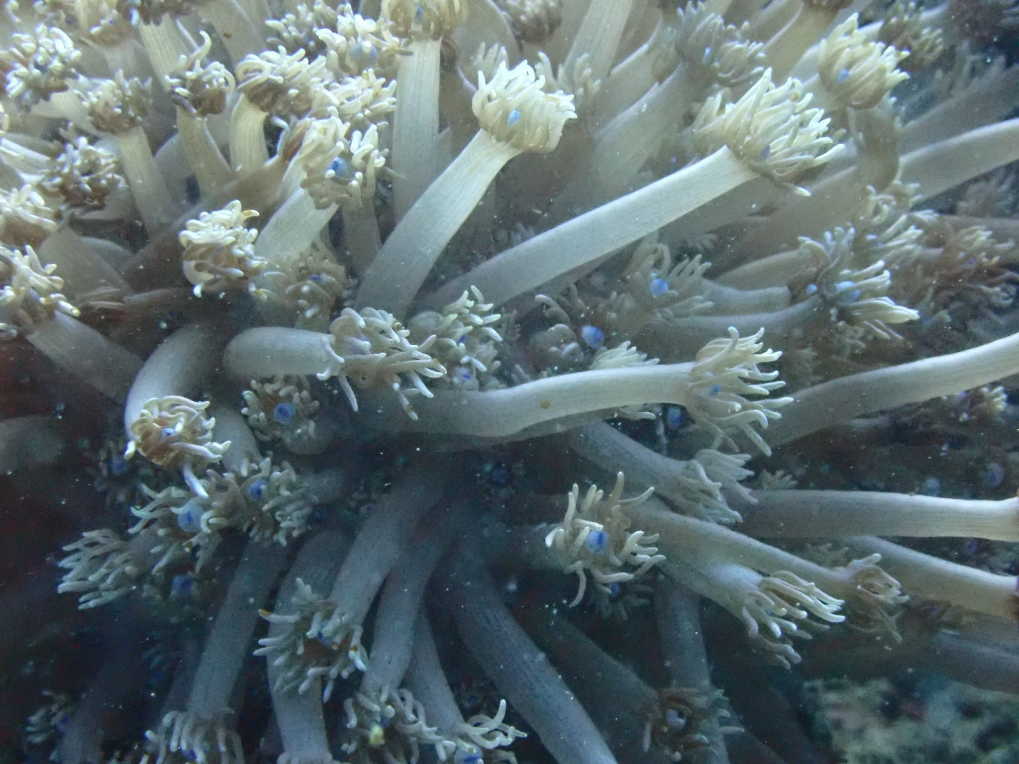 貝。サンゴ サンゴ遠征 vol.5｜高知県柏島で