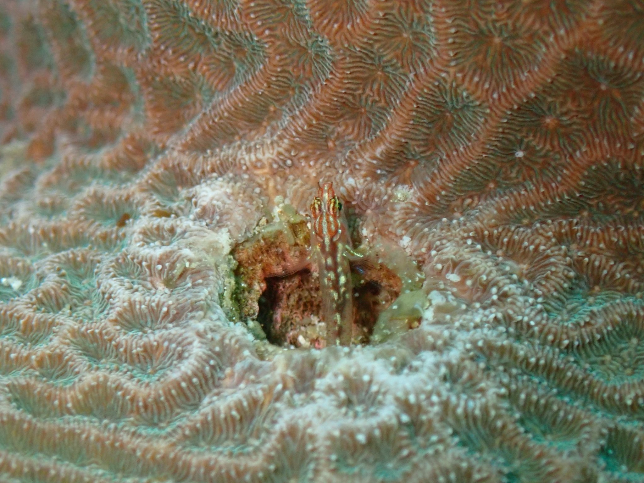 貝。サンゴ サンゴ遠征 vol.5｜高知県柏島で