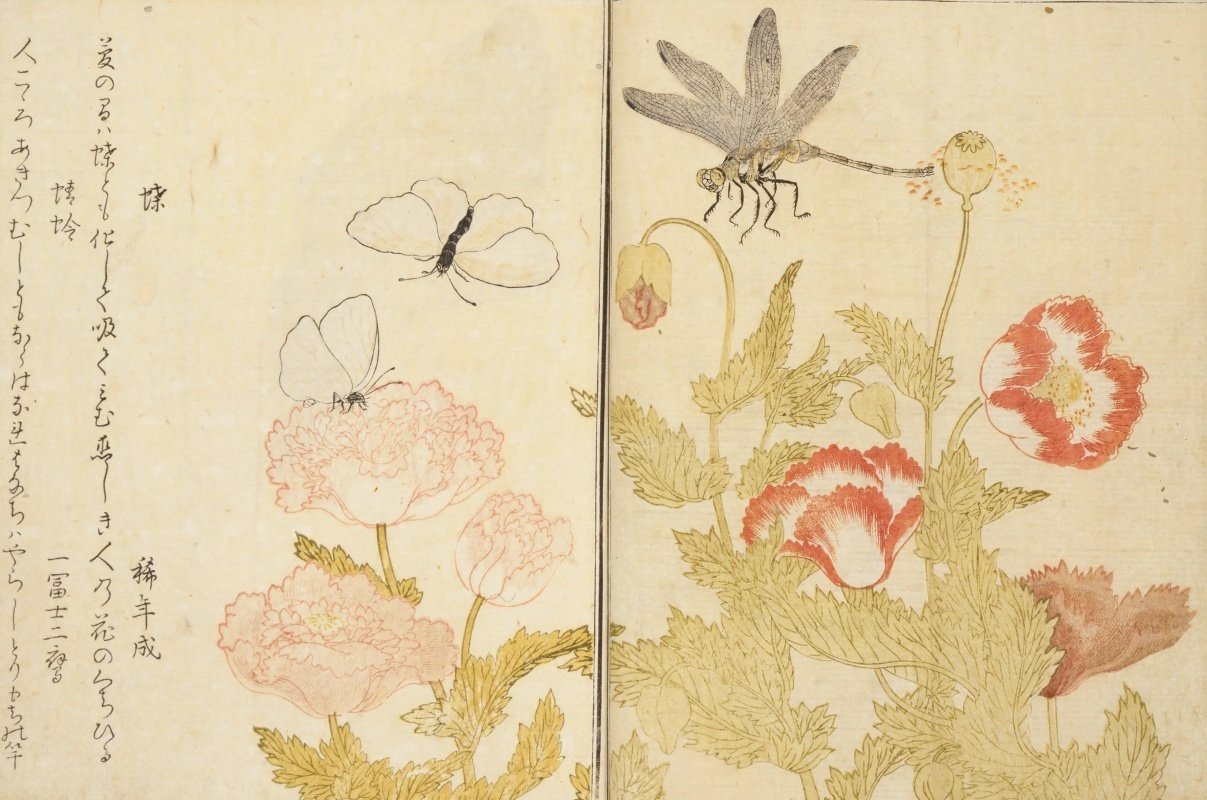 歌麿 画本虫撰 9/7 べらぼう登場 狂歌絵本 復刻 豆本 歌麿 画本虫撰 9/7 べらぼう登場 狂歌絵本 復刻 豆本 - メルカリ