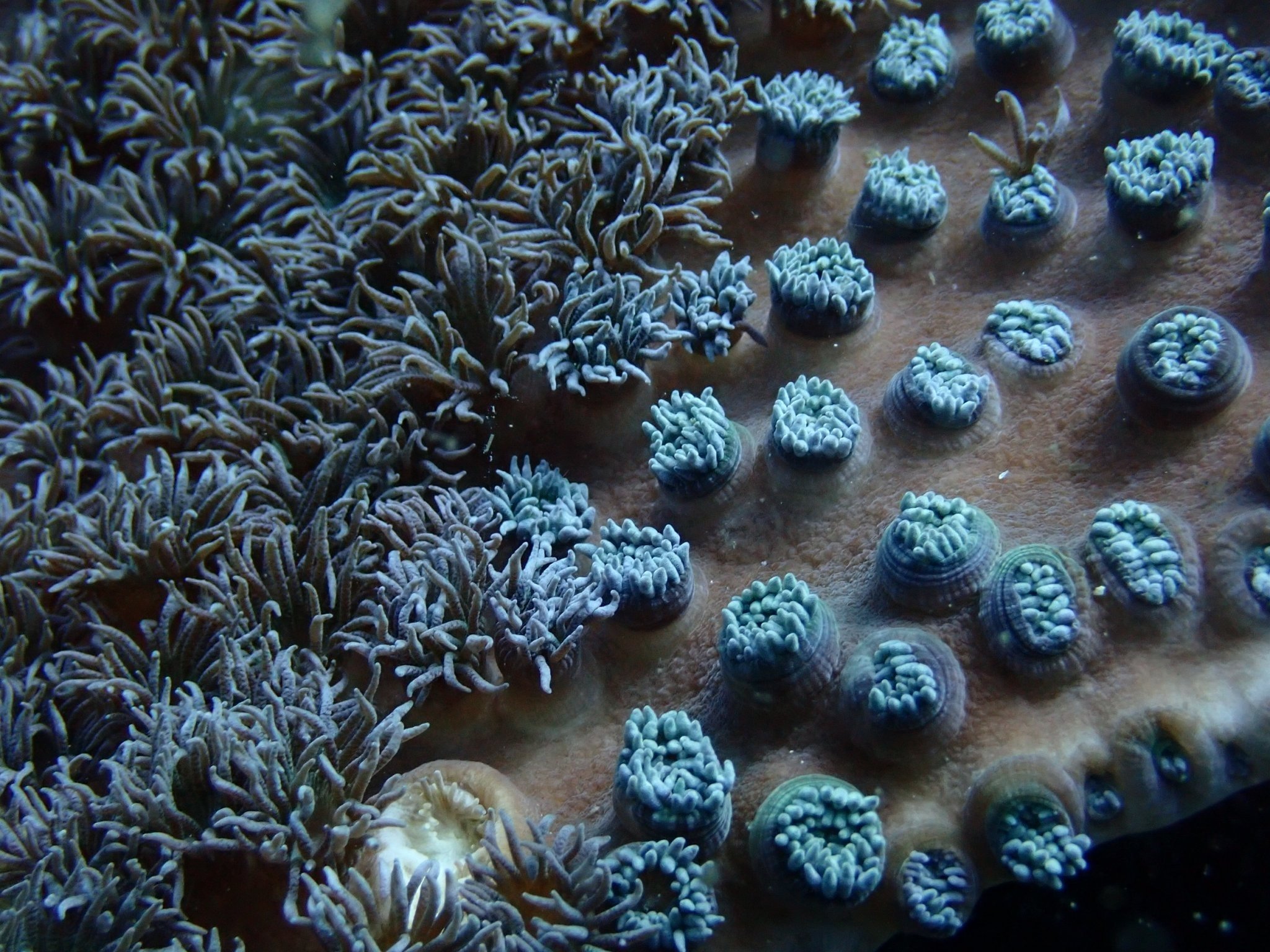 サンゴ遠征 vol.5｜高知県柏島で