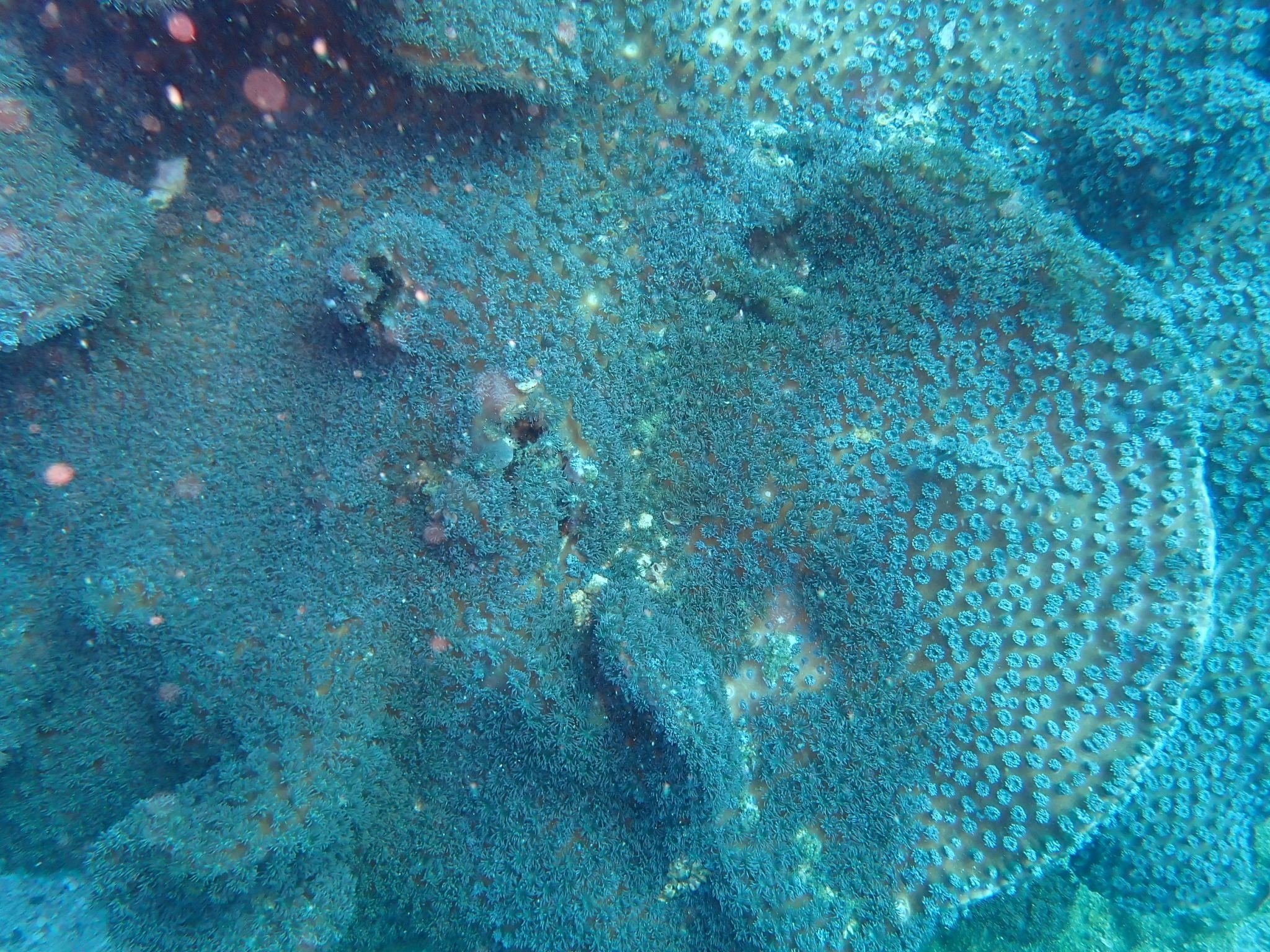 サンゴ遠征 vol.5｜高知県柏島で