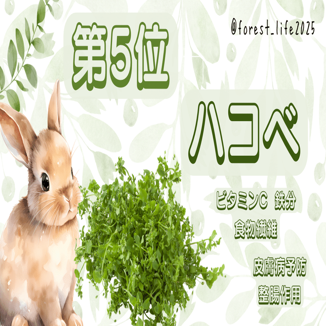 うさぎが喜ぶ！飼い主がリピートしてる野草TOP5🐰🌿｜Forest Life