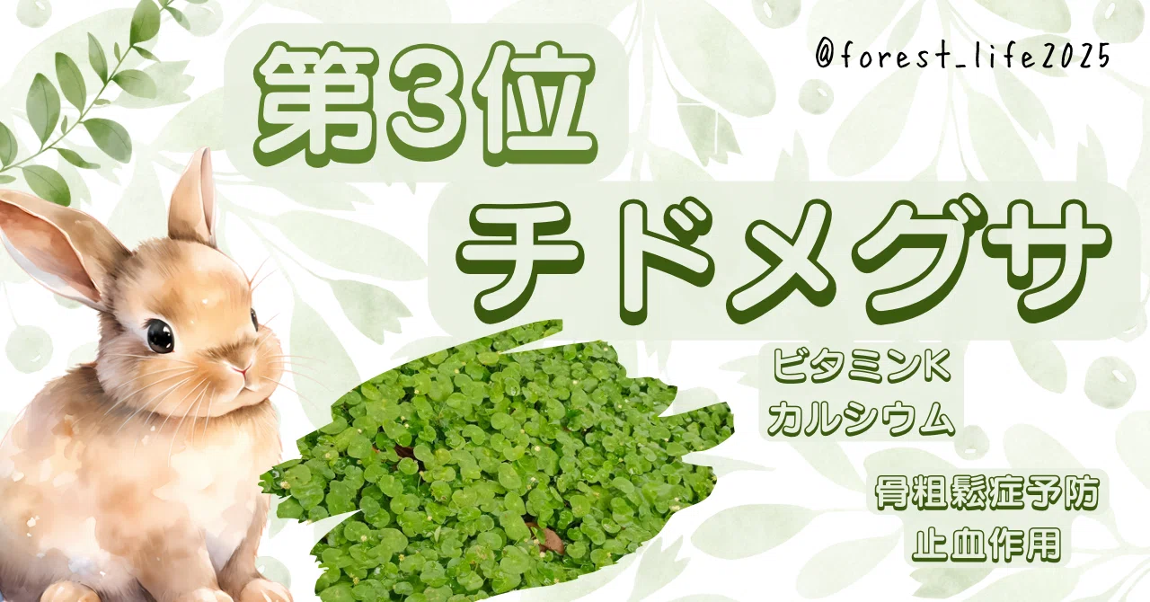 うさぎが喜ぶ！飼い主がリピートしてる野草TOP5🐰🌿｜Forest Life