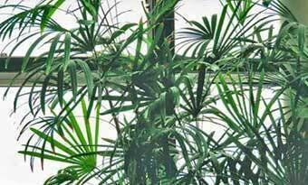 シュロチクとカンノンチクの特徴｜見分け方と育て方のポイント｜lovely