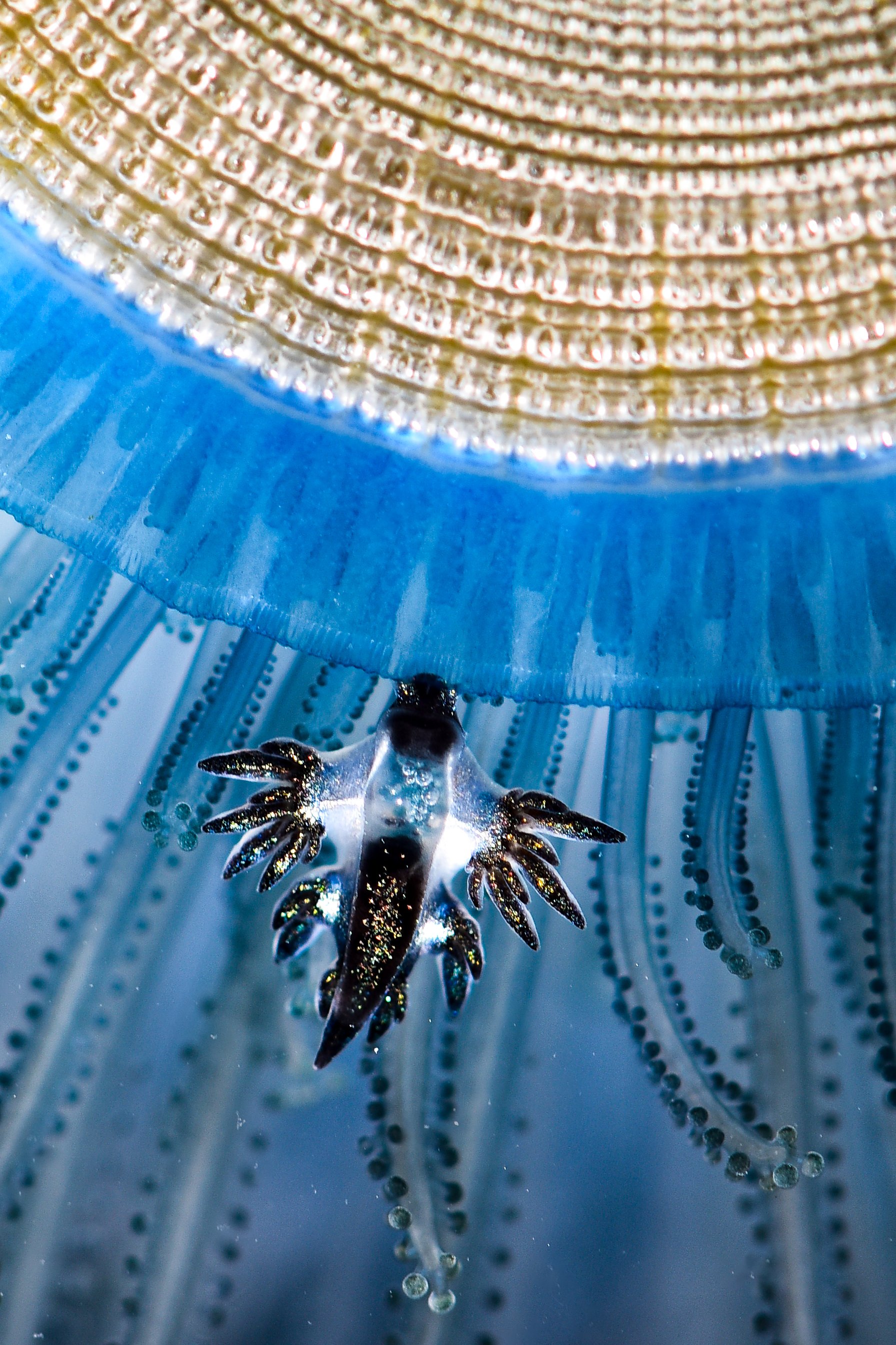 ブルードラゴン！！かわよい。うちゅくしい。｜大瀬崎海さんぽ。