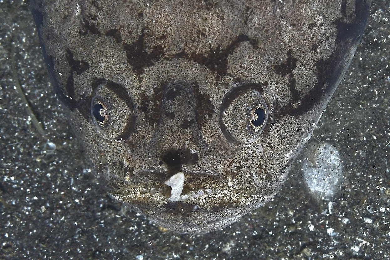 ブルードラゴン！！かわよい。うちゅくしい。｜大瀬崎海さんぽ。