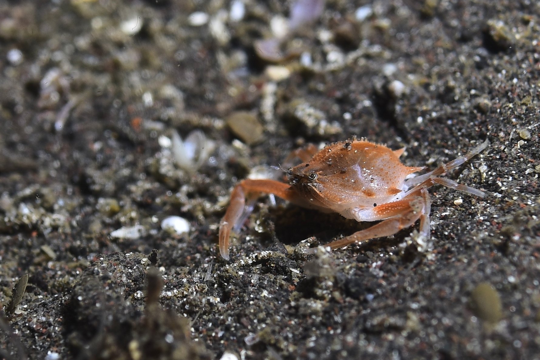 ブルードラゴン！！かわよい。うちゅくしい。｜大瀬崎海さんぽ。
