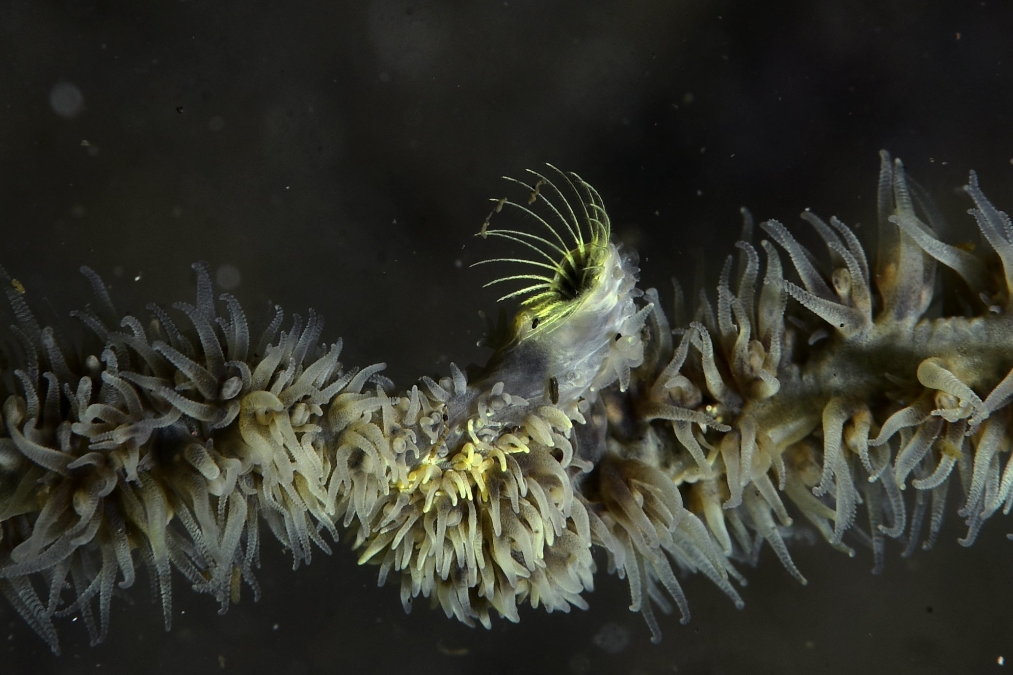 ブルードラゴン！！かわよい。うちゅくしい。｜大瀬崎海さんぽ。