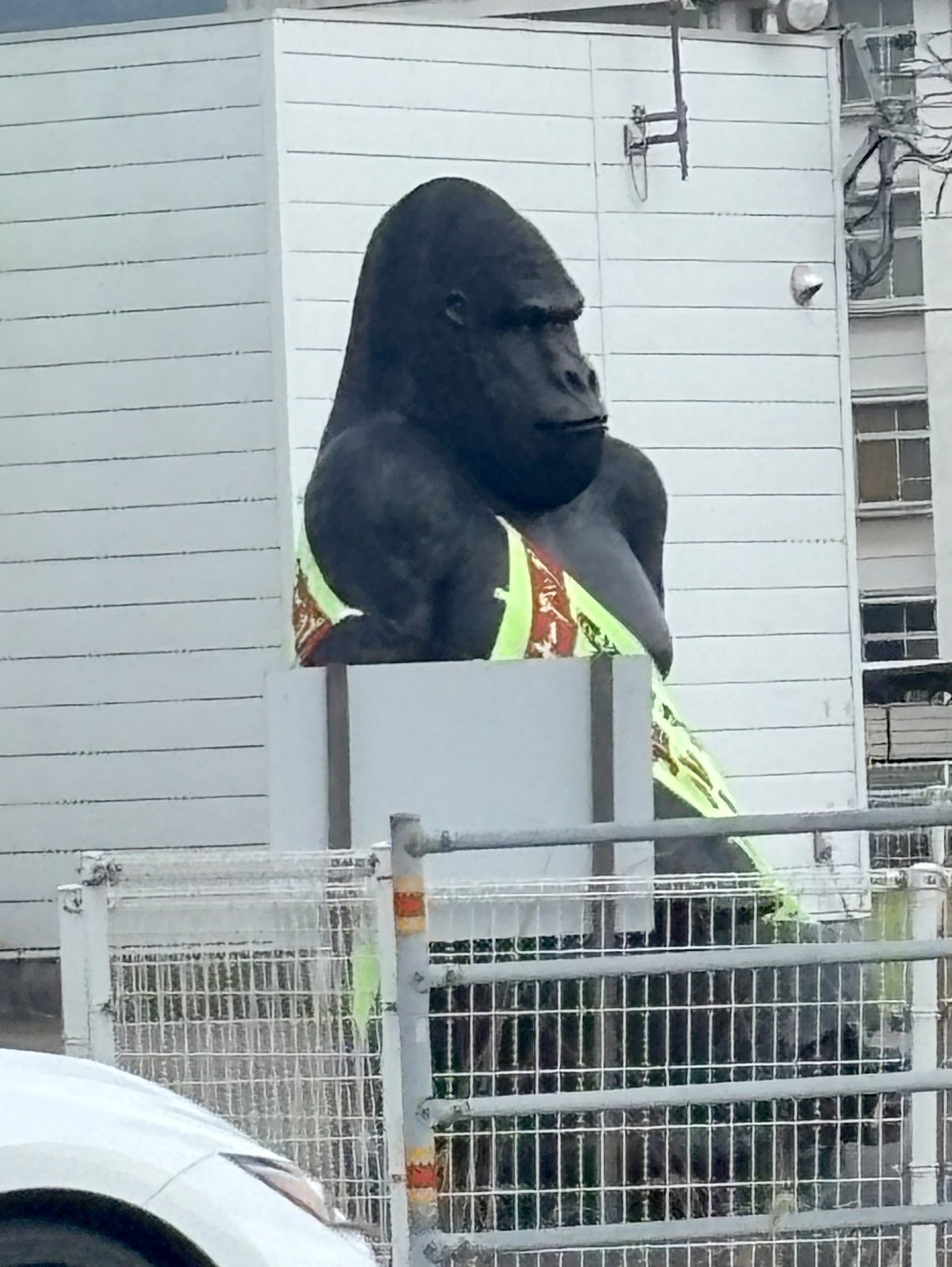 松前町（愛媛）にはゴリラが3匹❗と書くはずが😭｜＃ヒキダシ