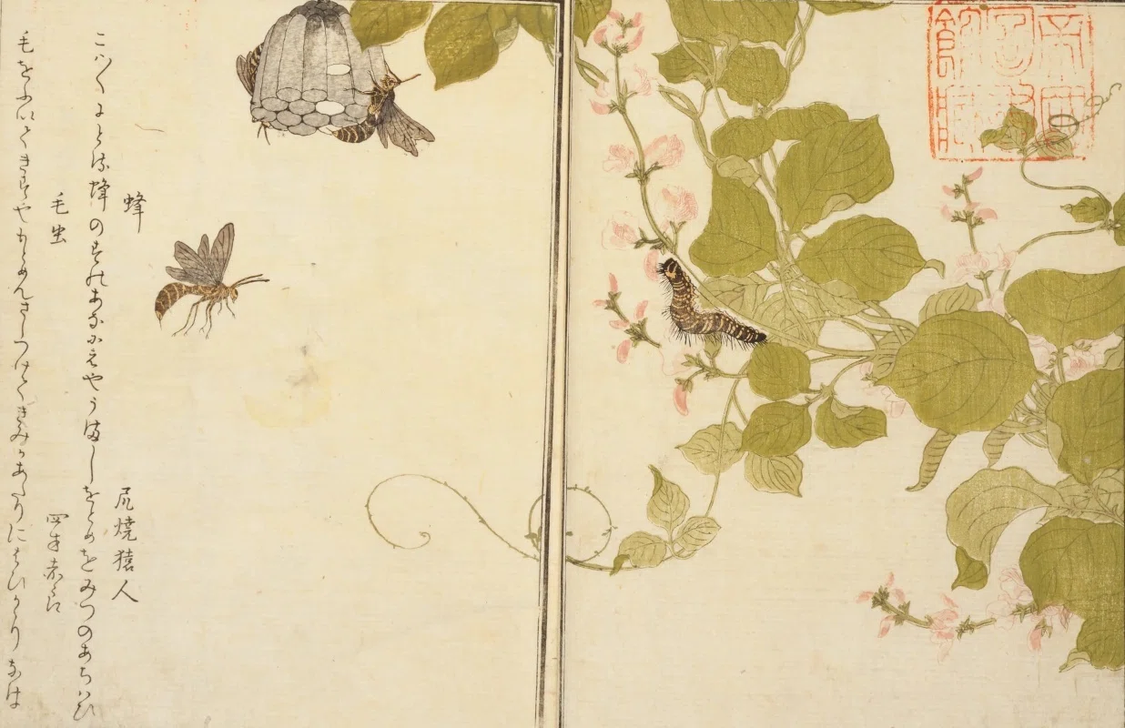 大河べらぼうで話題！歌麿の自然美の極致『画本虫撰』とは？｜大和愛