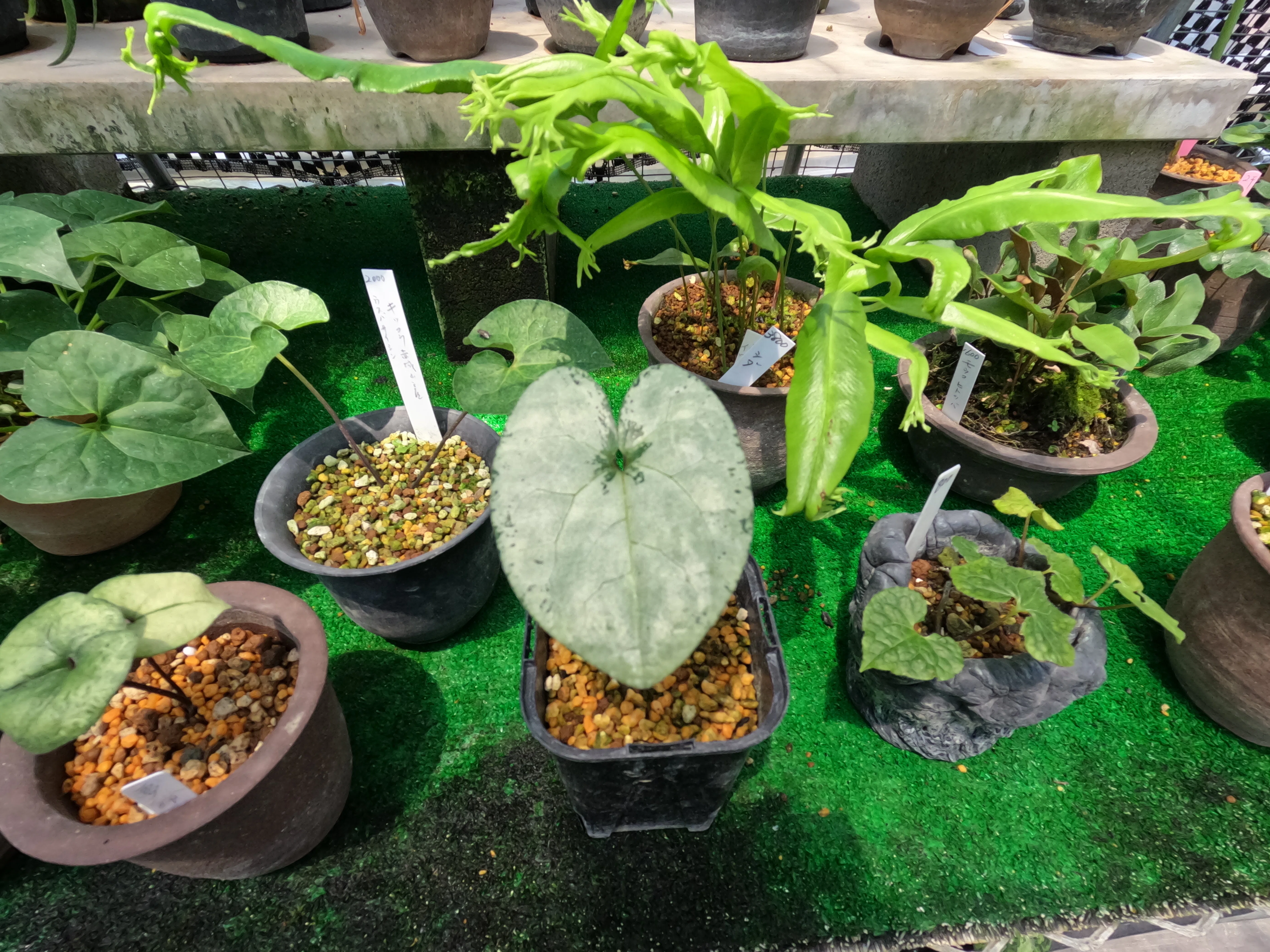 山野草　緑花　日高草　大株6号鉢B 今植えて秋に楽しむ山野草｜Cat rose 「ガーデニングブログ Cat Roseの