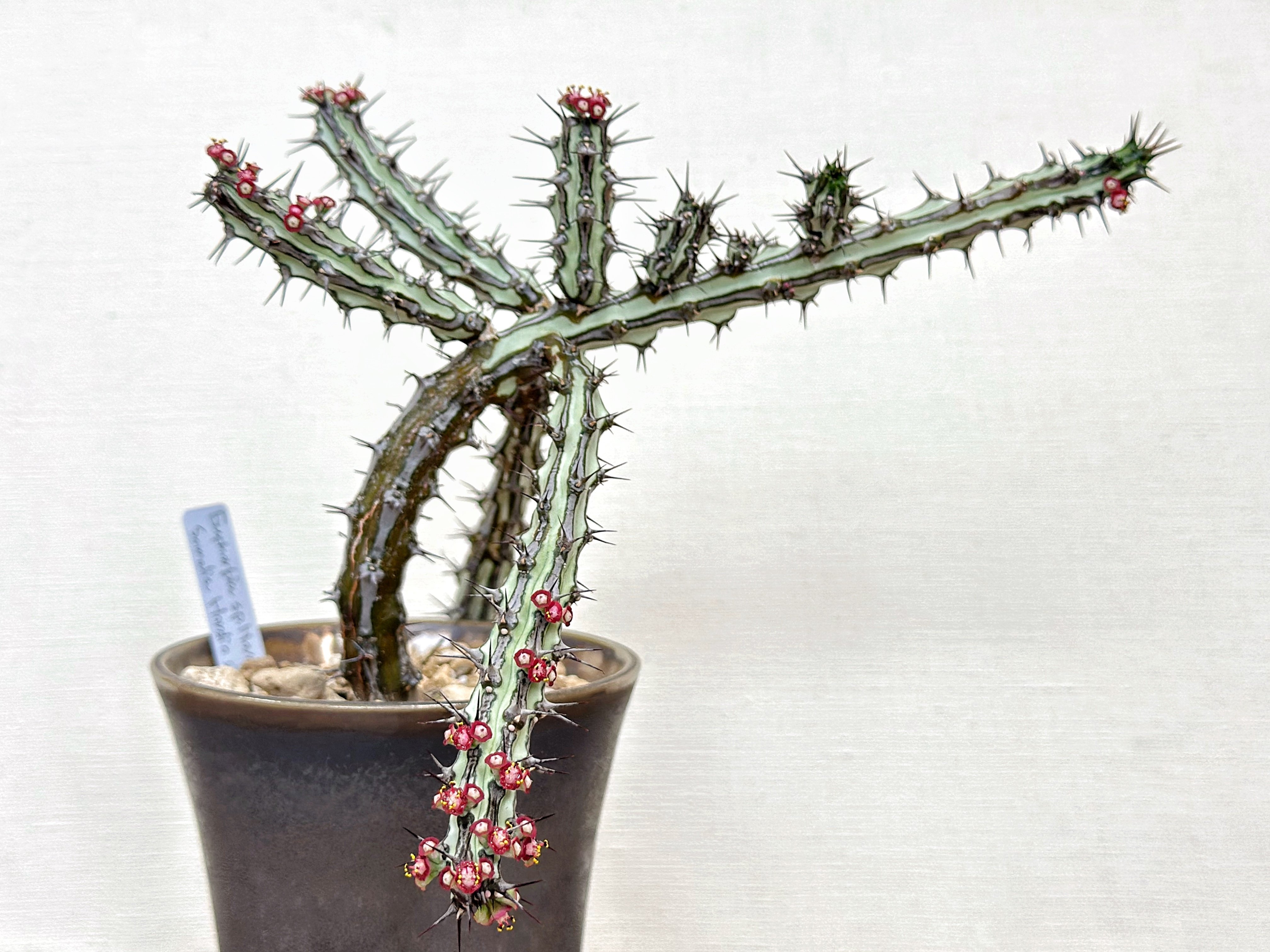 Euphorbia sp. nova Somalia Hordio silver form 開花 蕊出現の