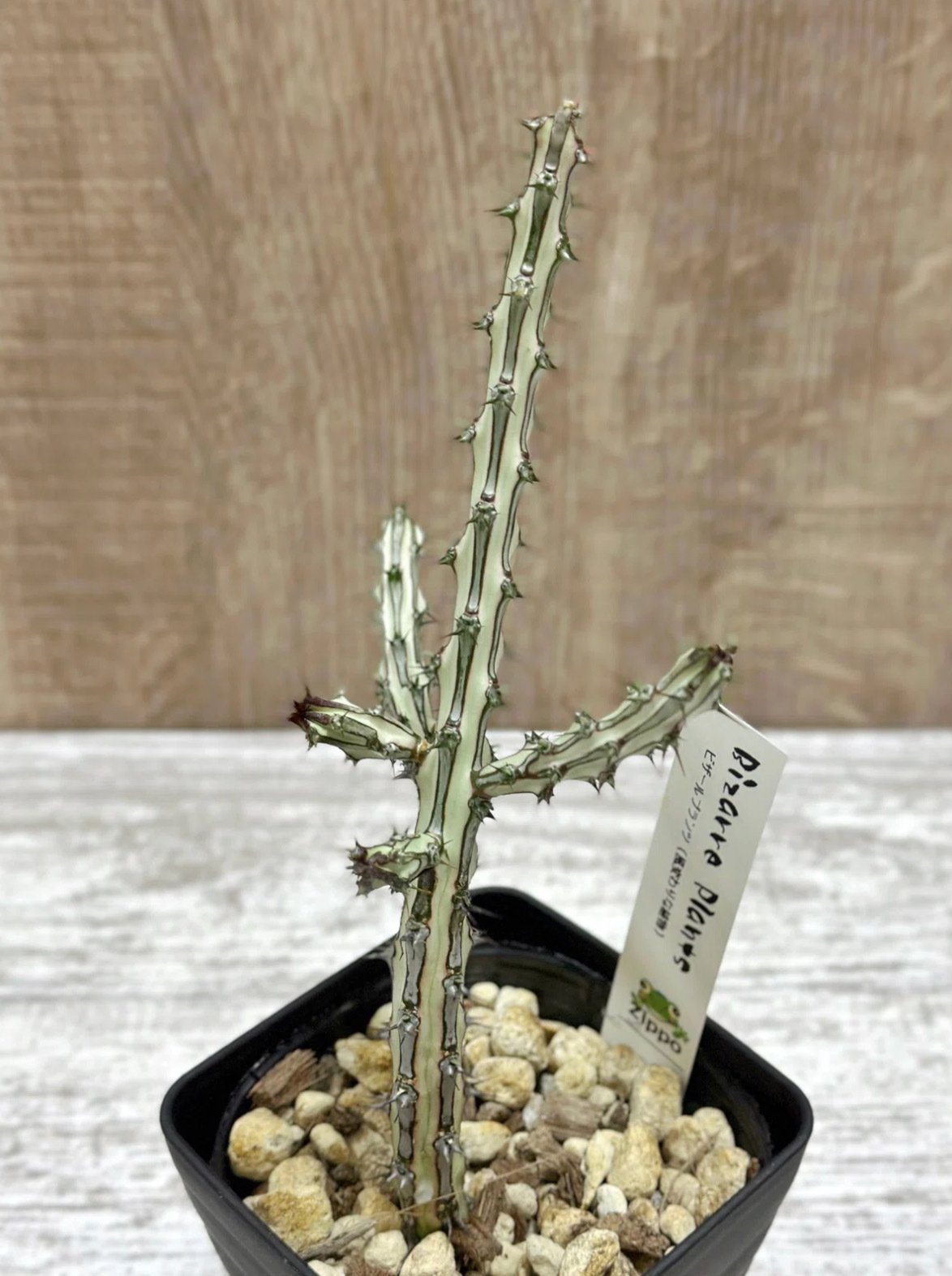Euphorbia sp. nova Somalia Hordio silver form 開花 蕊出現の
