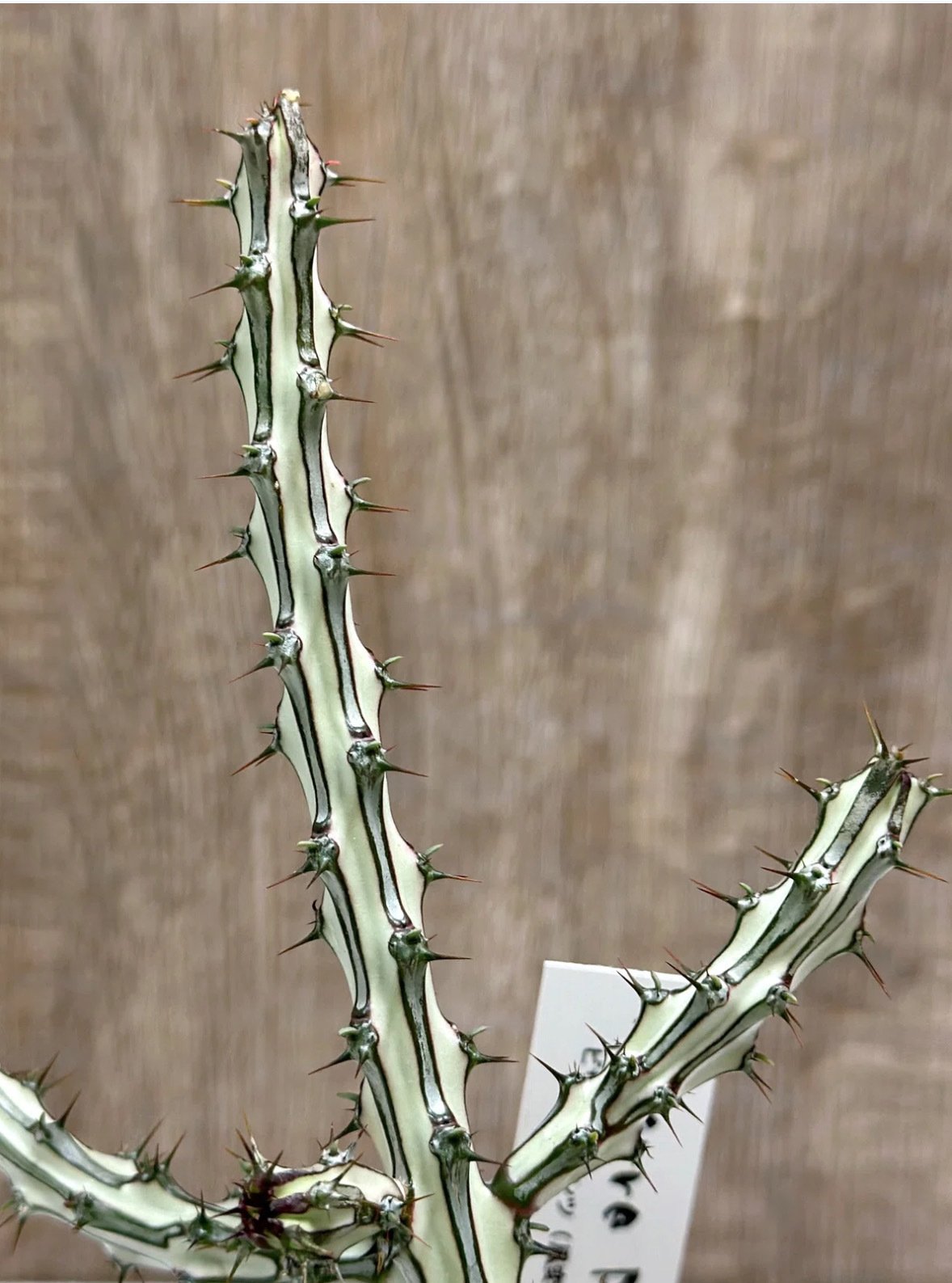 Euphorbia sp. nova Somalia Hordio silver form 開花 蕊出現の