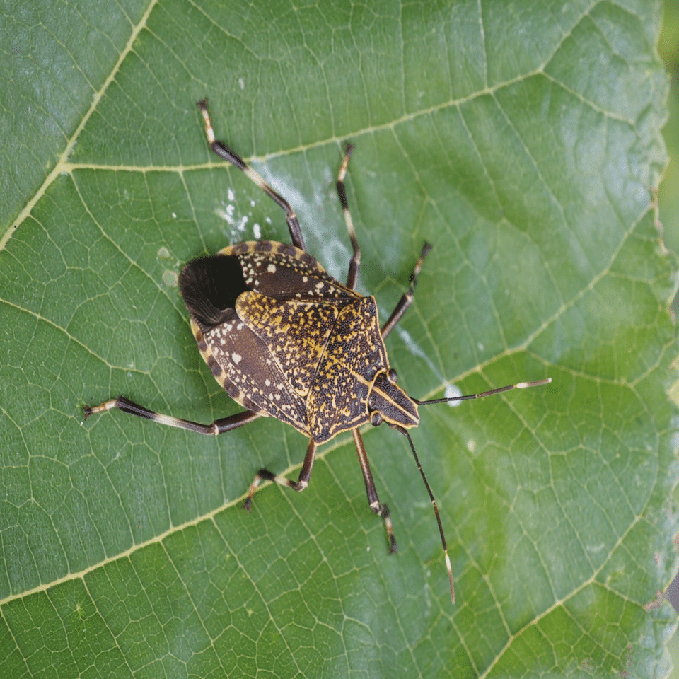 かめきちさま確認ページ♡ かめきち＠ID57490741 (@kamekichi7595) / Posts / X