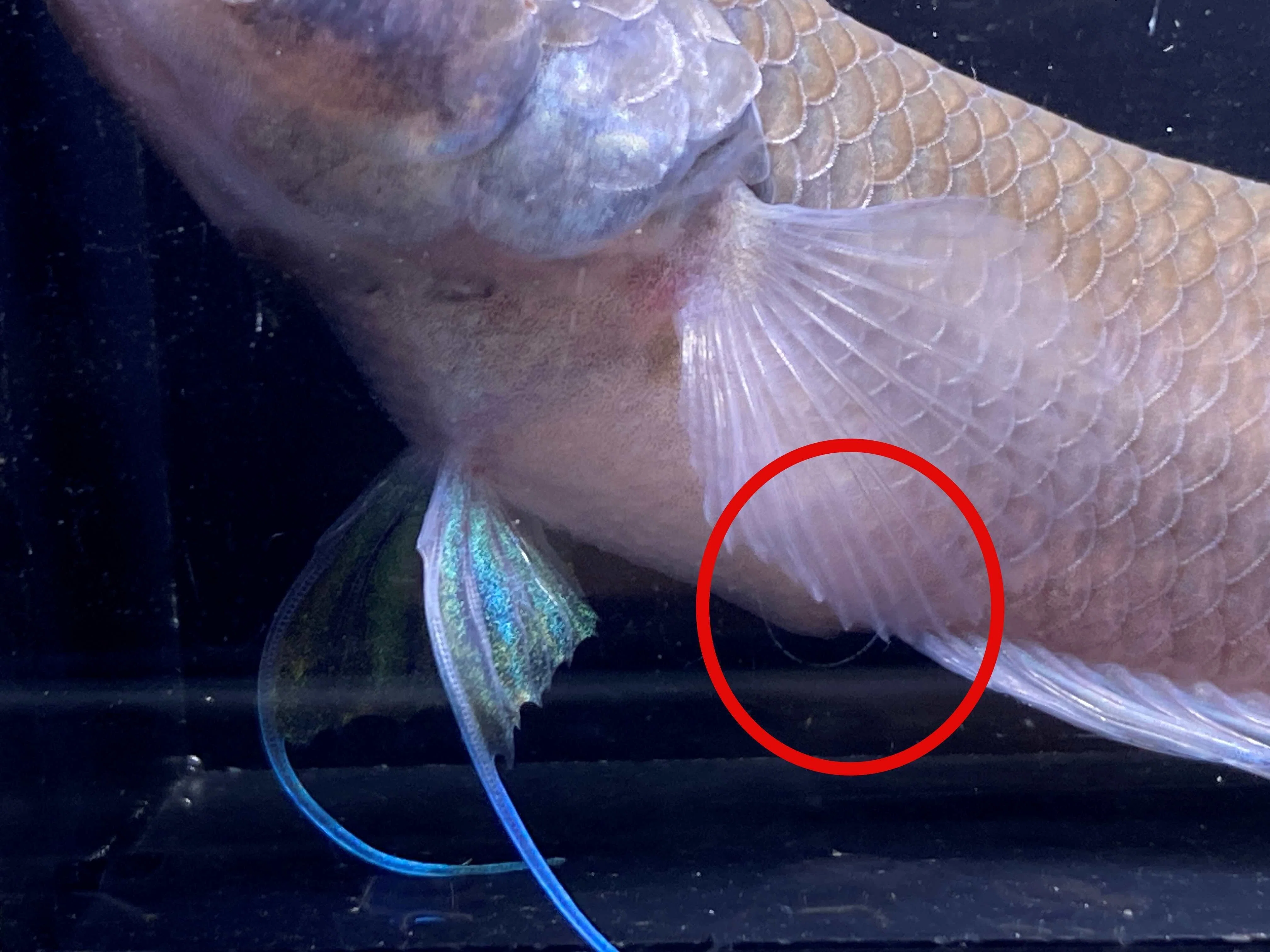 ワイルドベタ ワイルドベタ マクロストマ 稚魚 5匹 マクロストマ飼育 