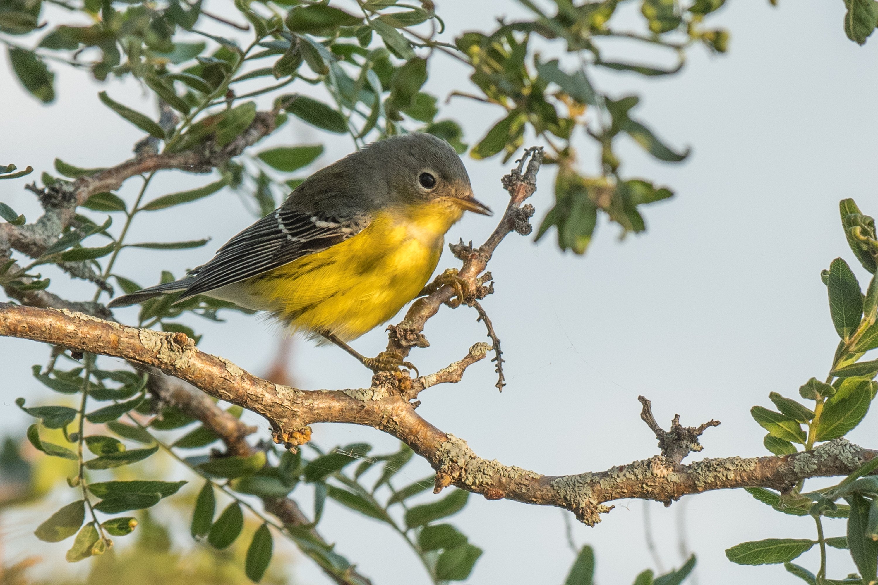 シカゴでバードウォッチング！】 Magnolia Warbler シロオビ