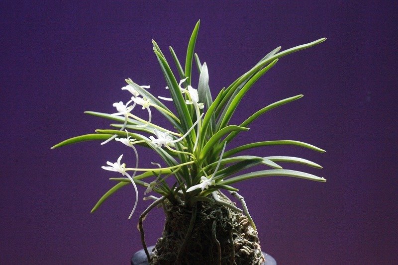 富貴蘭「胡蝶の舞」の花｜KJ Morison