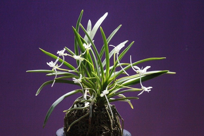 富貴蘭「胡蝶の舞」の花｜KJ Morison