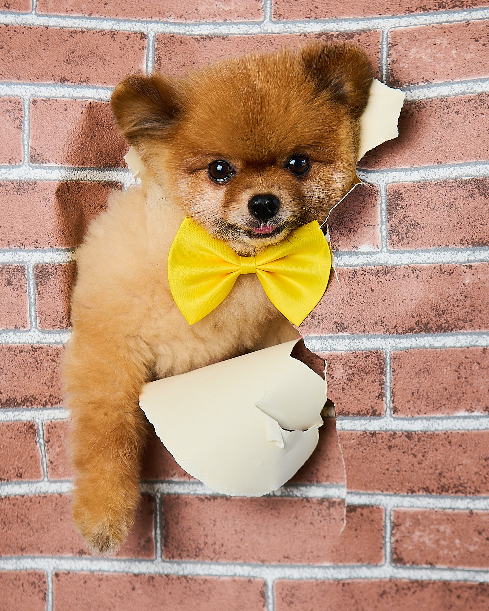 PETMODE](横浜ペット写真専門スタジオ)「こんにちワンショット」に