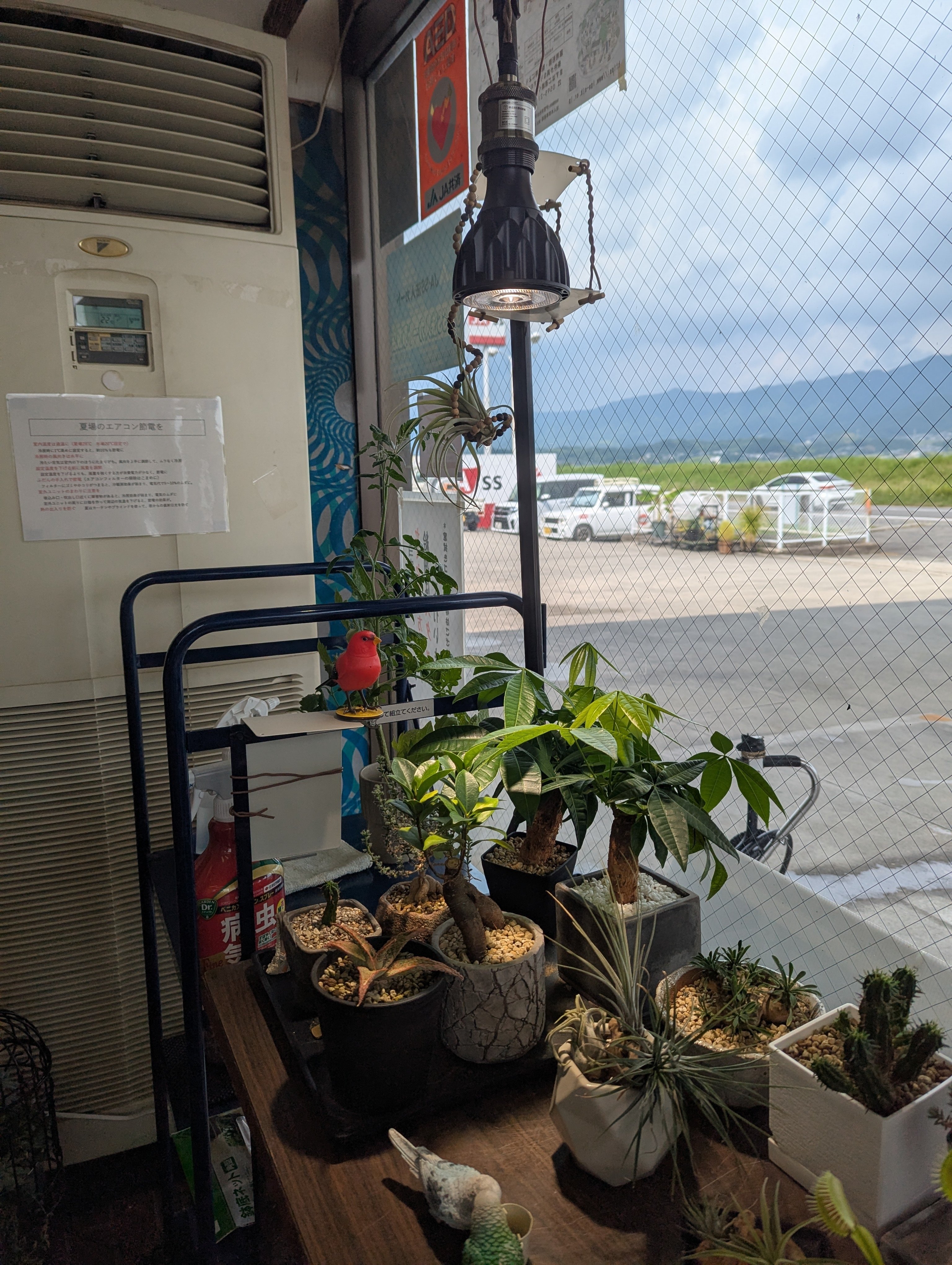 観葉植物 育成ライト｜植物大好き akikoのねこちゃんと日記