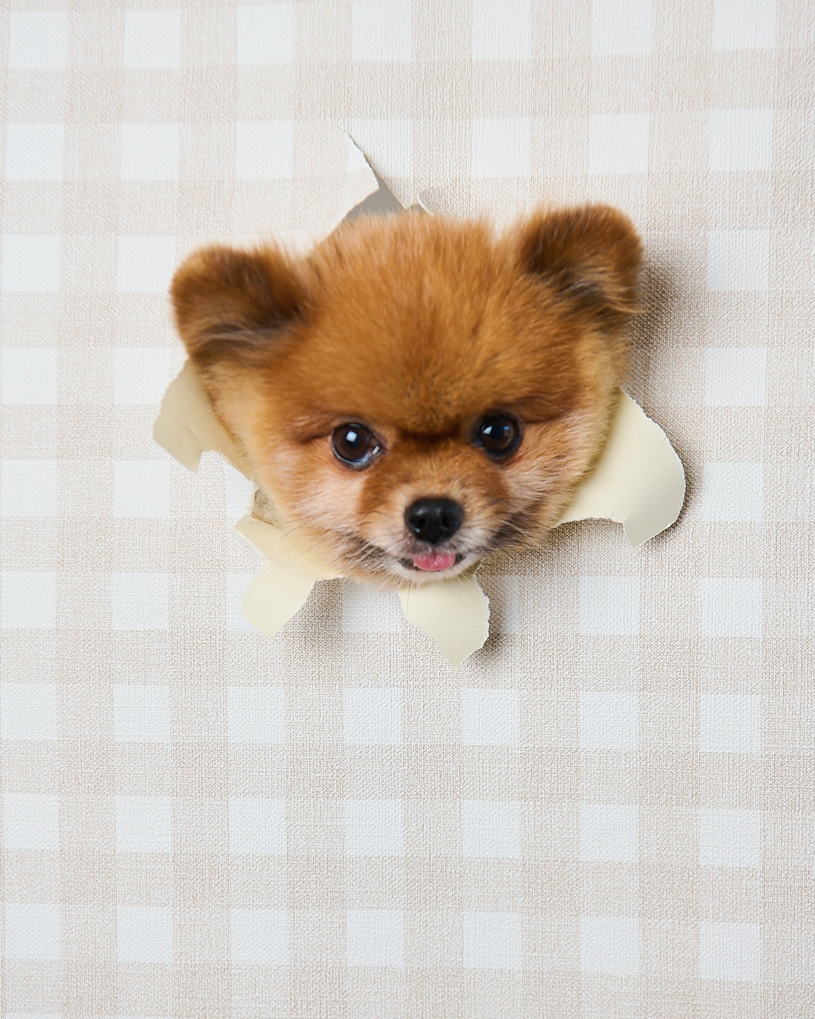 PETMODE](横浜ペット写真専門スタジオ)「こんにちワンショット」に